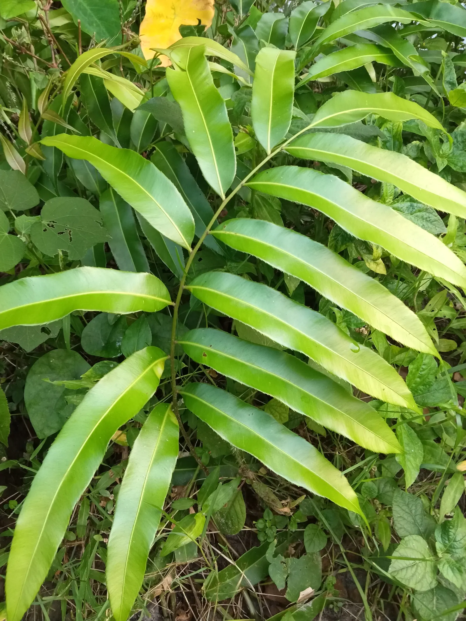 Leather Fern (Rumohra Adiantiformis) — deep green fronds that can reach up to 3 ft in length