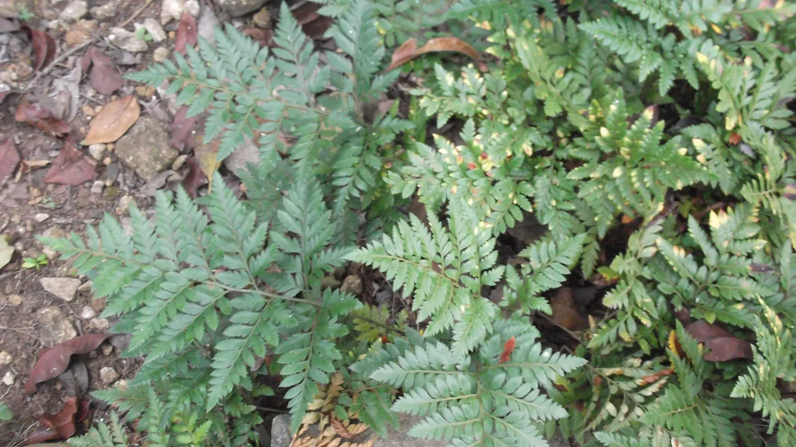 Leather Fern (Rumohra Adiantiformis) — It prefers consistently moist, well-drained soil that is rich in organic matter; although it can tolerate, image 59
