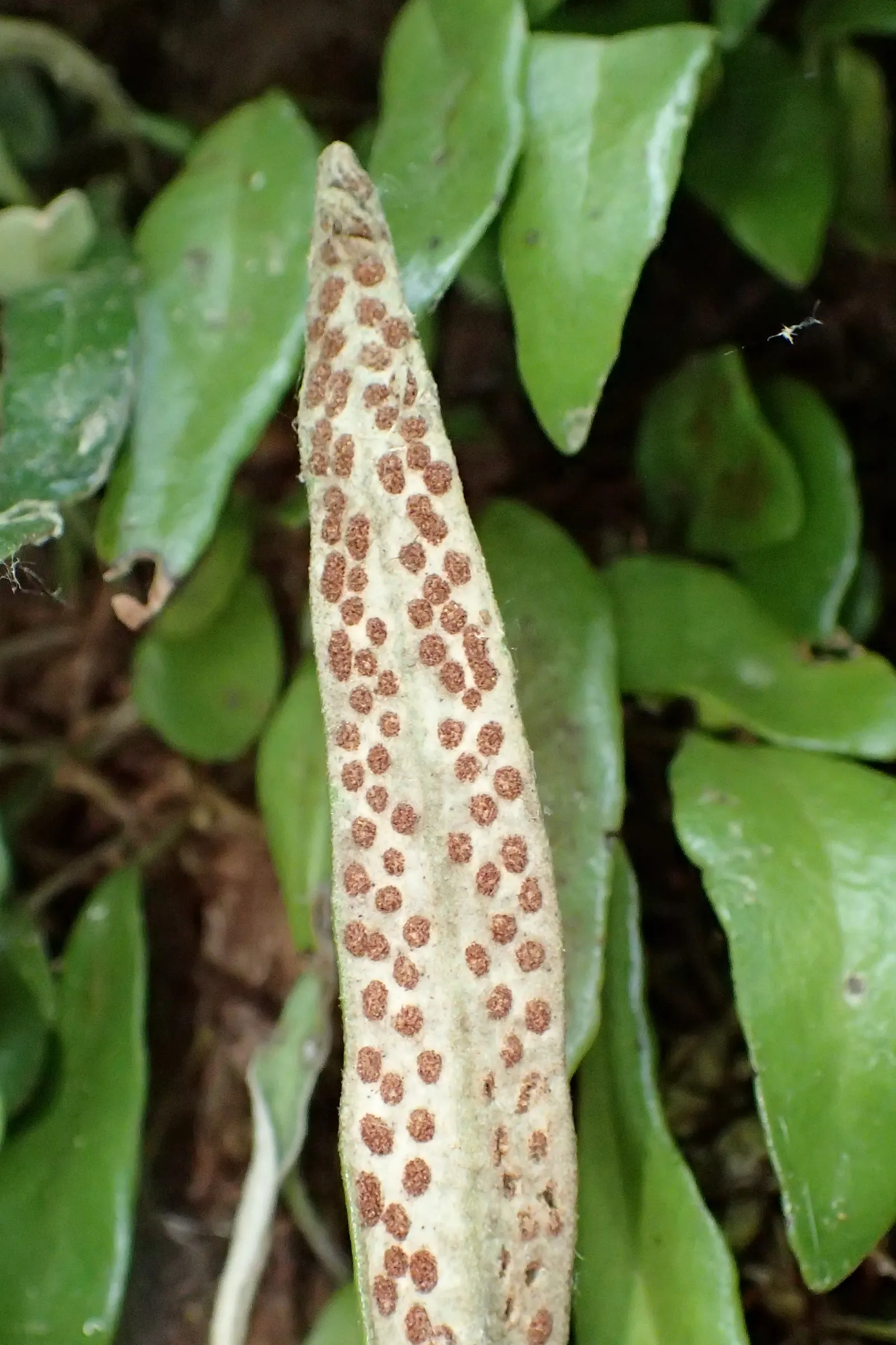 Leather Fern (Rumohra Adiantiformis) — is an evergreen with glossy