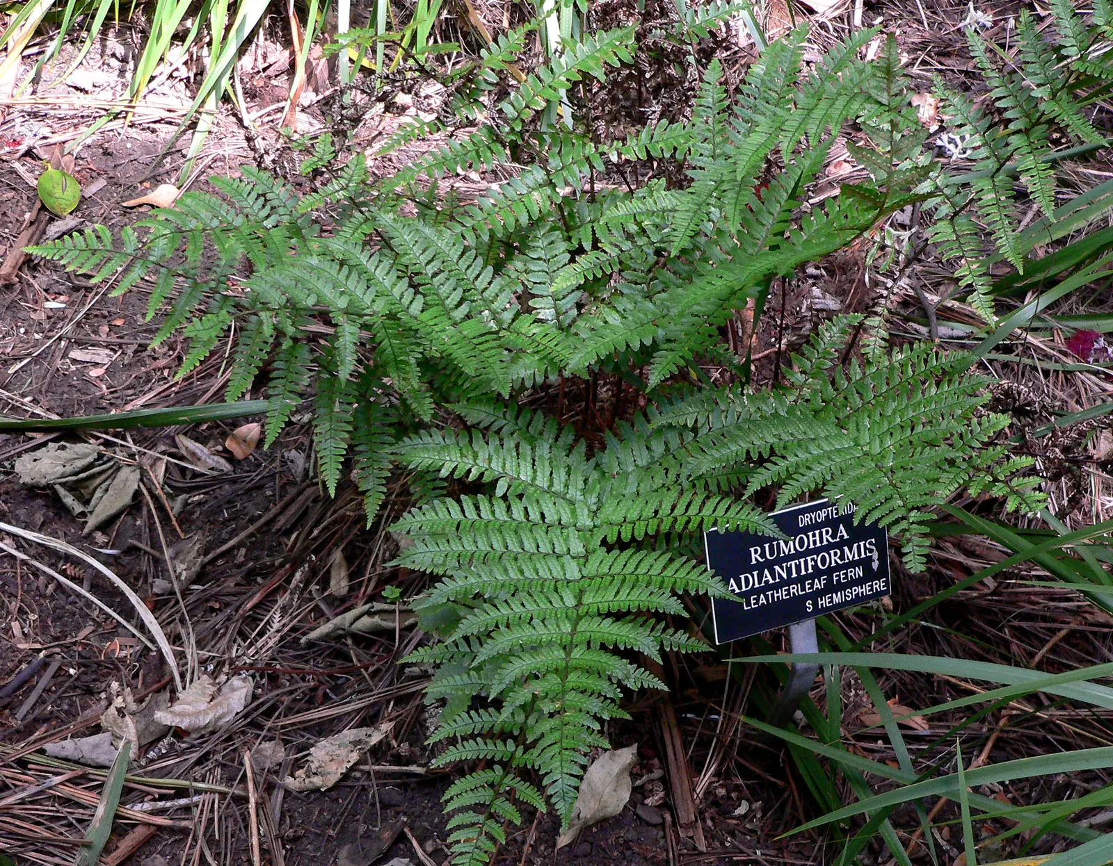 Leather Fern (Rumohra Adiantiformis) — It prefers consistently moist, well-drained soil that is rich in organic matter; although it can tolerate, image 103