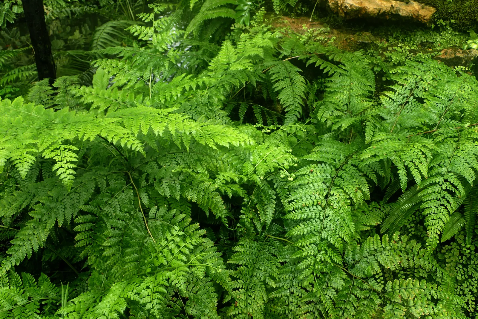 Leather Fern (Rumohra Adiantiformis) — Regular watering and light fertilizing support its lush appearance; this fern offers a reliable and, image 115