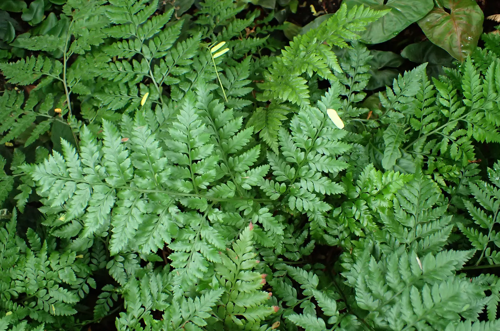Leather Fern (Rumohra Adiantiformis) — Regular watering is essential to maintain its vibrant color and vitality; textured backdrop for seasonal, image 60