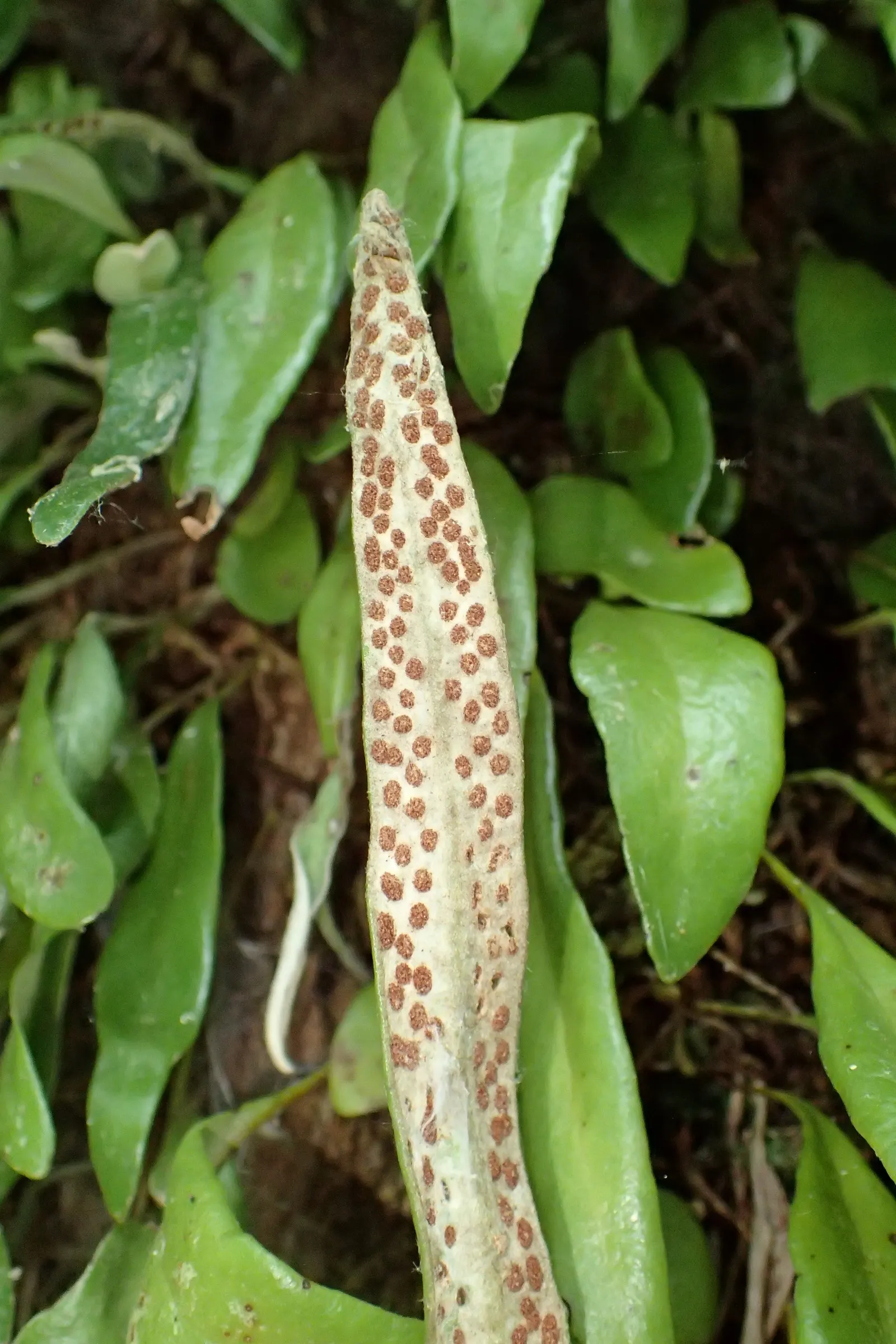 Leather Fern (Rumohra Adiantiformis) — although it can tolerate brief periods of morning sun; is an appealing evergreen fern revered for its durable