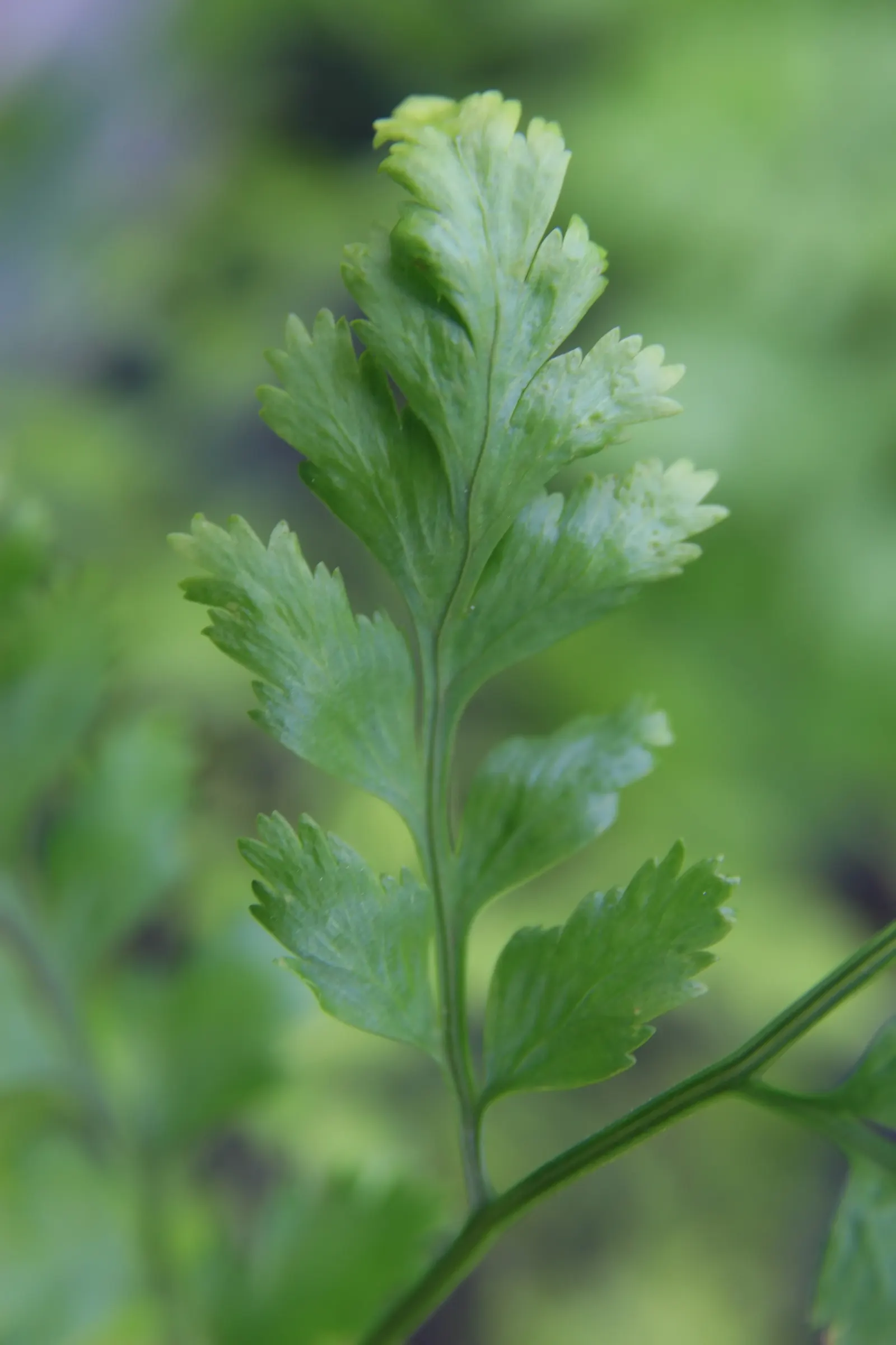 Leather Fern (Rumohra Adiantiformis) — It prefers consistently moist, well-drained soil that is rich in organic matter