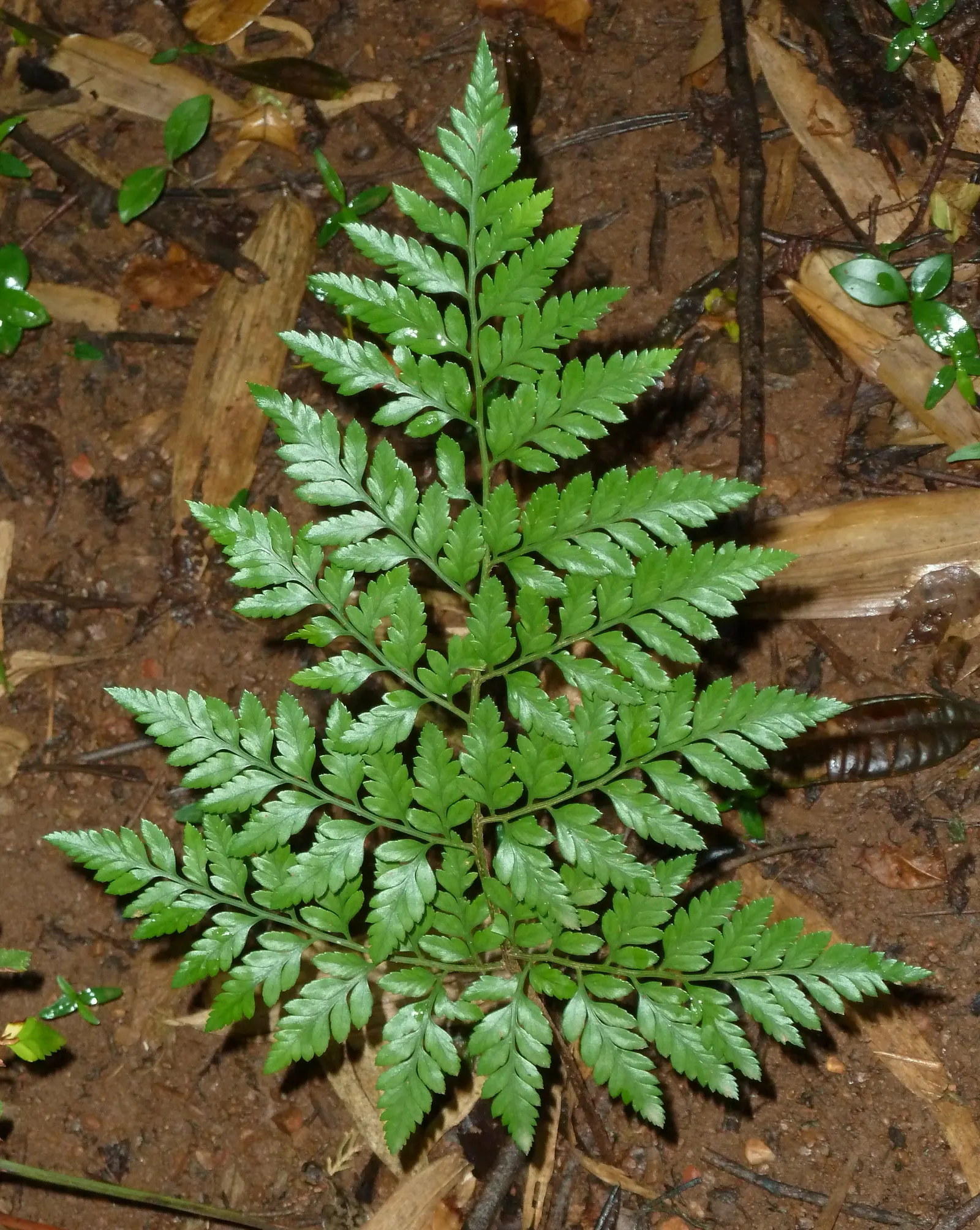 Leather Fern (Rumohra Adiantiformis) — fern for half or shade