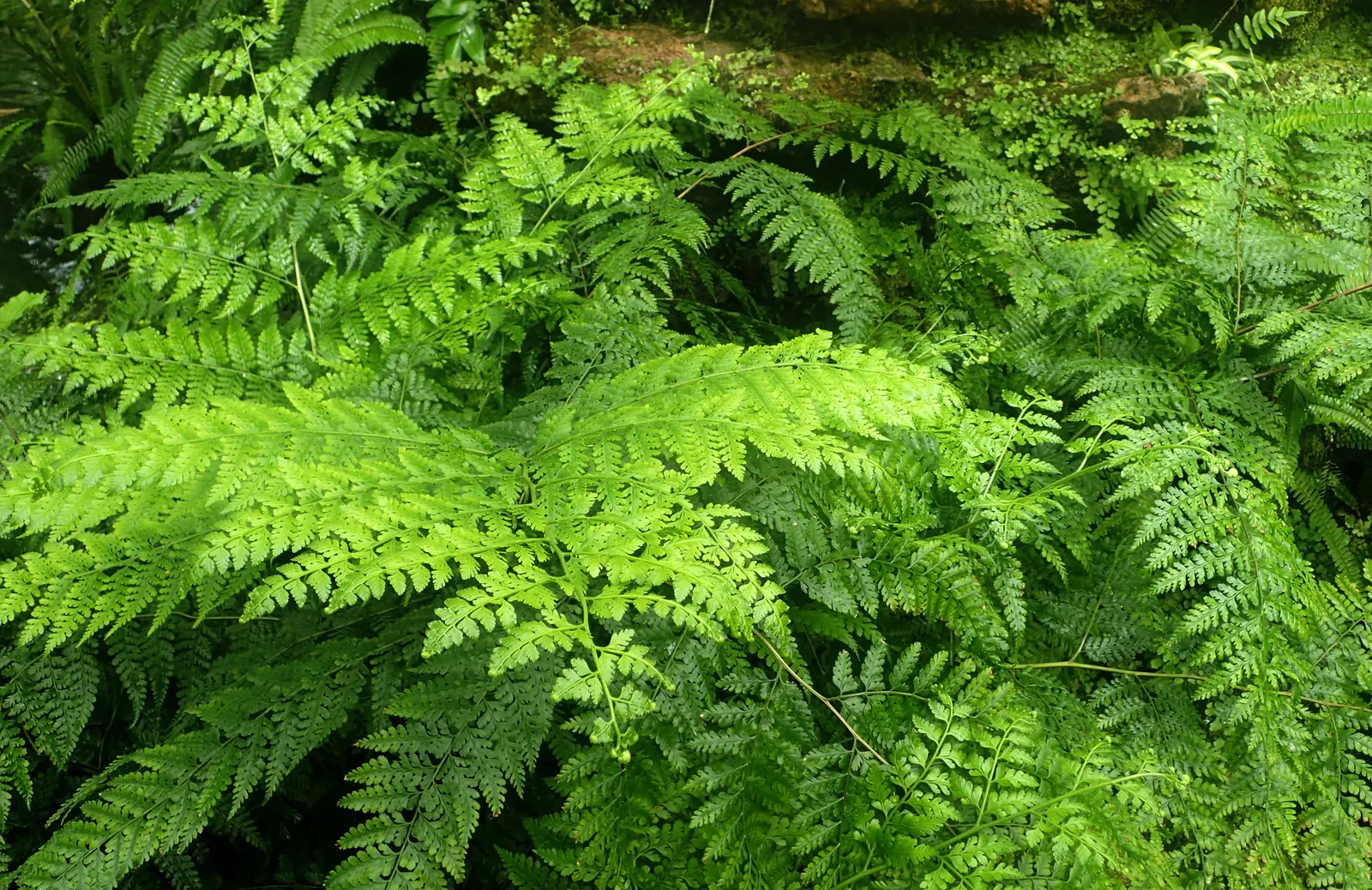 Leather Fern (Rumohra Adiantiformis) — deep green fronds that can reach up to 3 ft in length; its arching fronds are a deep, image 68