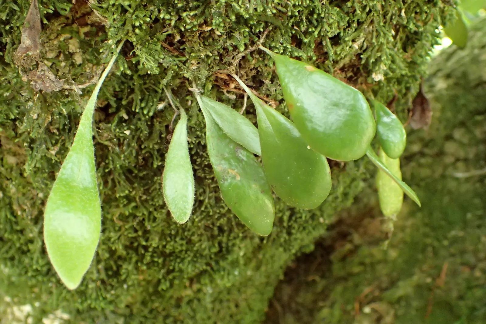 Leather Fern (Rumohra Adiantiformis) — is an evergreen with glossy; hardy in zones 9-11, it is excellent for adding texture to shaded gardens and, image 45