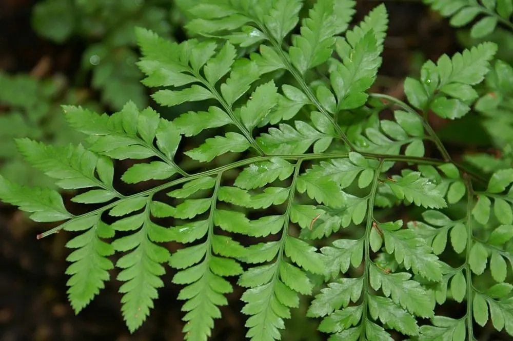 Leather Fern (Rumohra Adiantiformis) — is an appealing evergreen fern revered for its durable; deep green fronds that can reach up to 3 ft in length