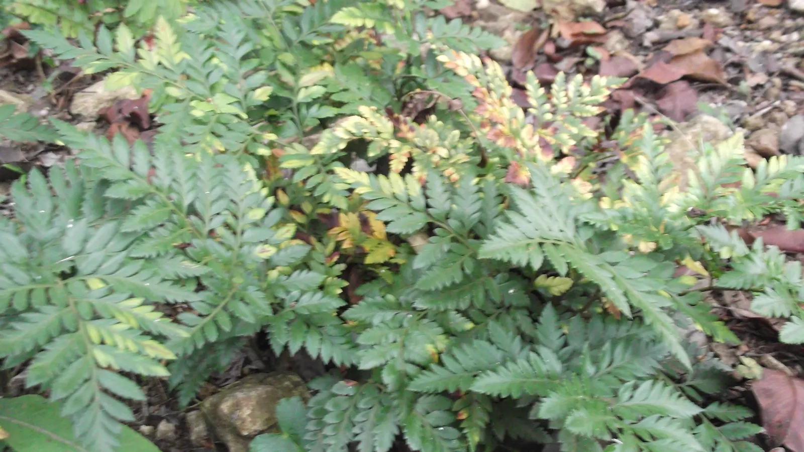 Leather Fern (Rumohra Adiantiformis) — Hardy in zones 9-11, it is excellent for adding texture to shaded gardens and as a reliable ground cover, image 48