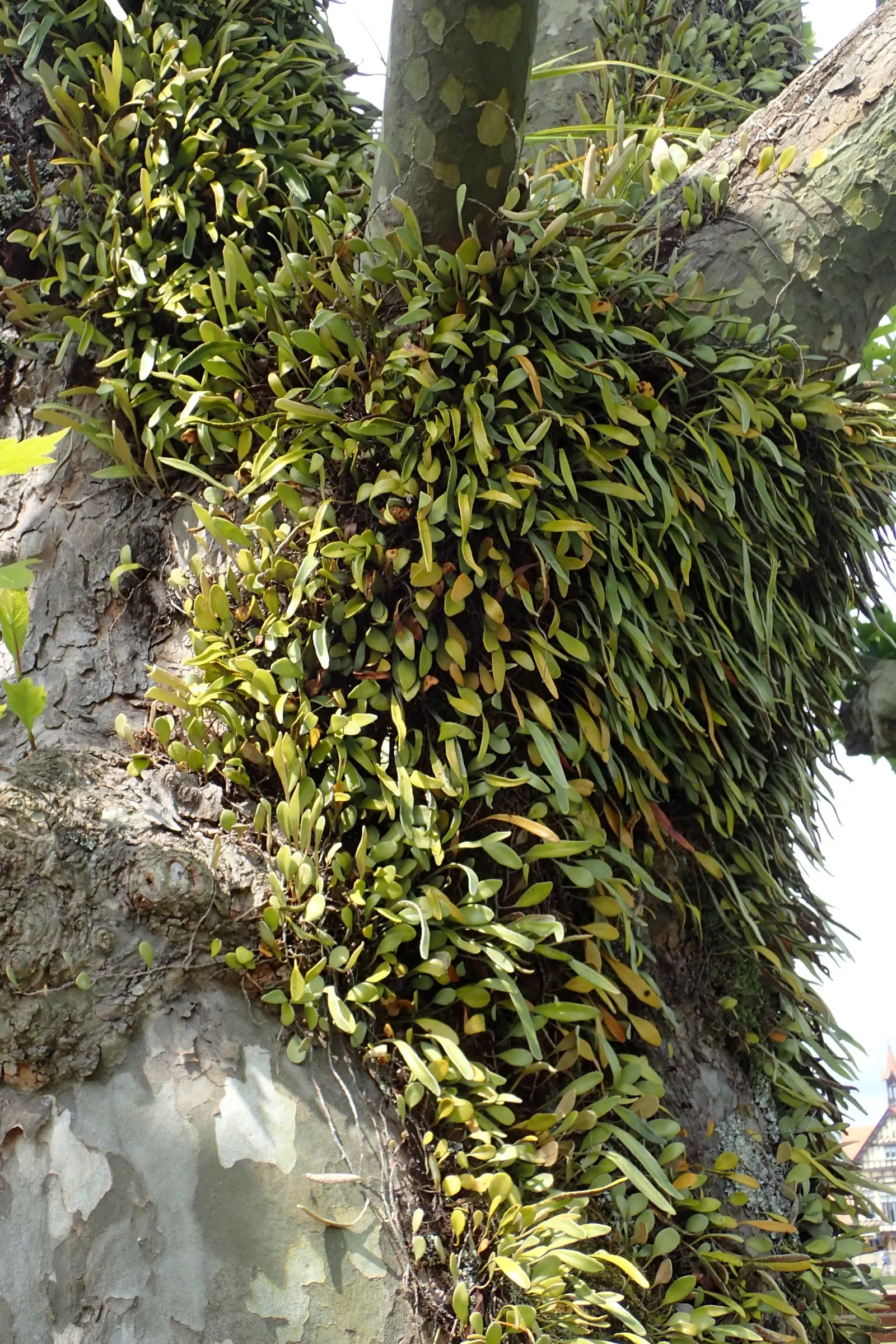 Leather Fern (Rumohra Adiantiformis) — tropical texture to any garden landscape; typically reaching a mature size of 2 to 3 feet tall and spreading up to 2 to