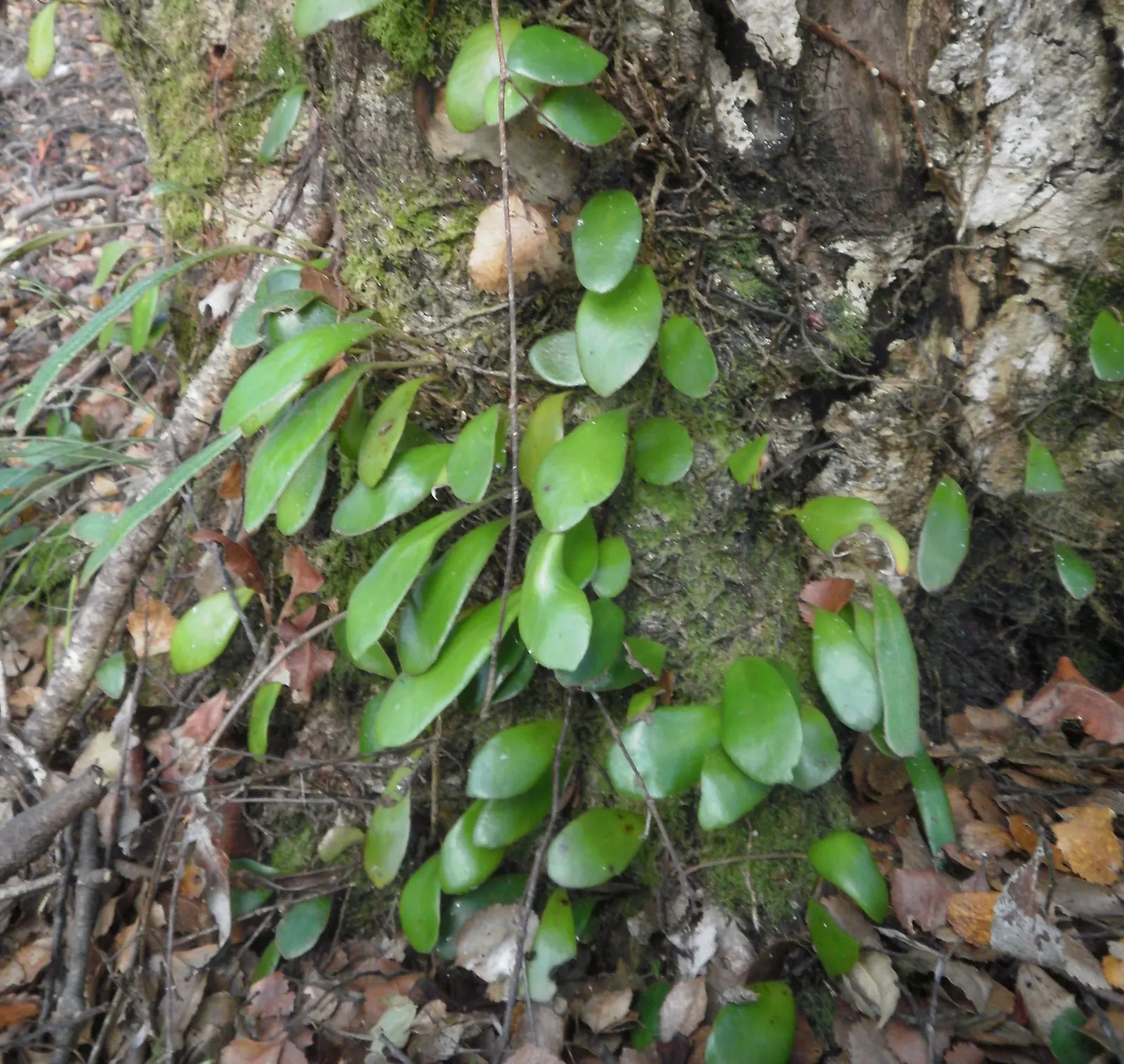 Leather Fern (Rumohra Adiantiformis) — is an evergreen with glossy; hardy in zones 9-11, it is excellent for adding texture to shaded gardens and, image 111