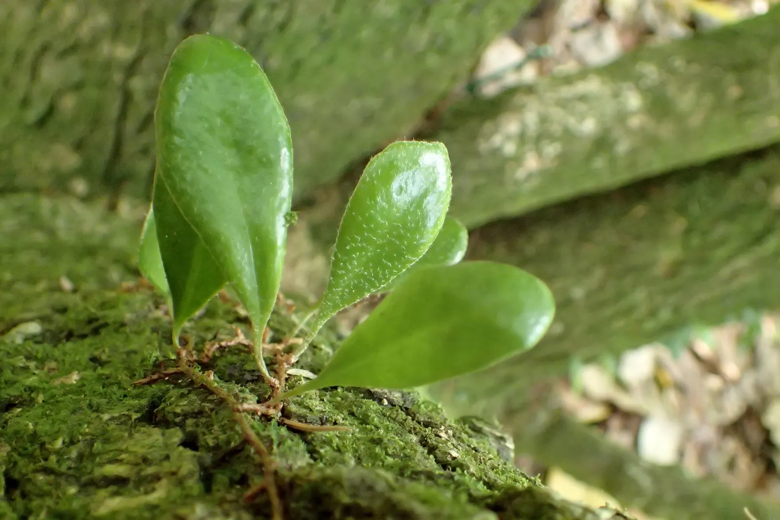 Leather Fern (Rumohra Adiantiformis) — scientifically known as Rumohra adiantiformis; it is also widely used in floral arrangements due to the, image 116