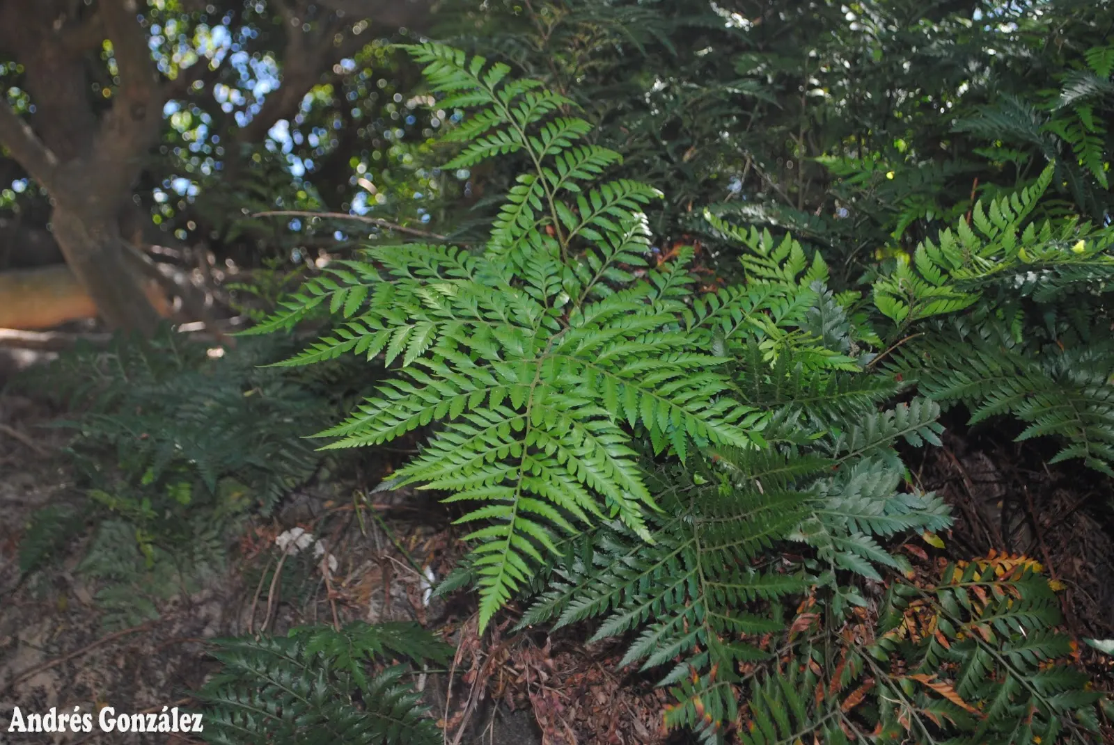 Leather Fern (Rumohra Adiantiformis) — This durable plant thrives in partial to full shade and prefers moist, well-drained soil; when designing, image 69