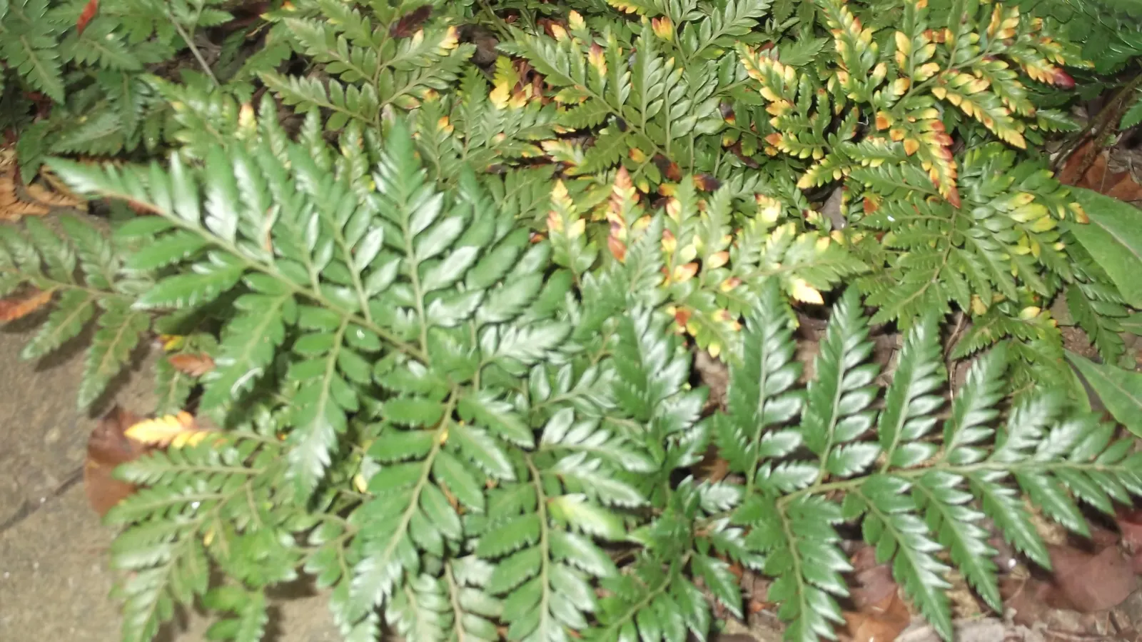 Leather Fern (Rumohra Adiantiformis) — tropical texture to any garden landscape; typically reaching a mature size of 2 to 3 feet tall and spreading, image 74