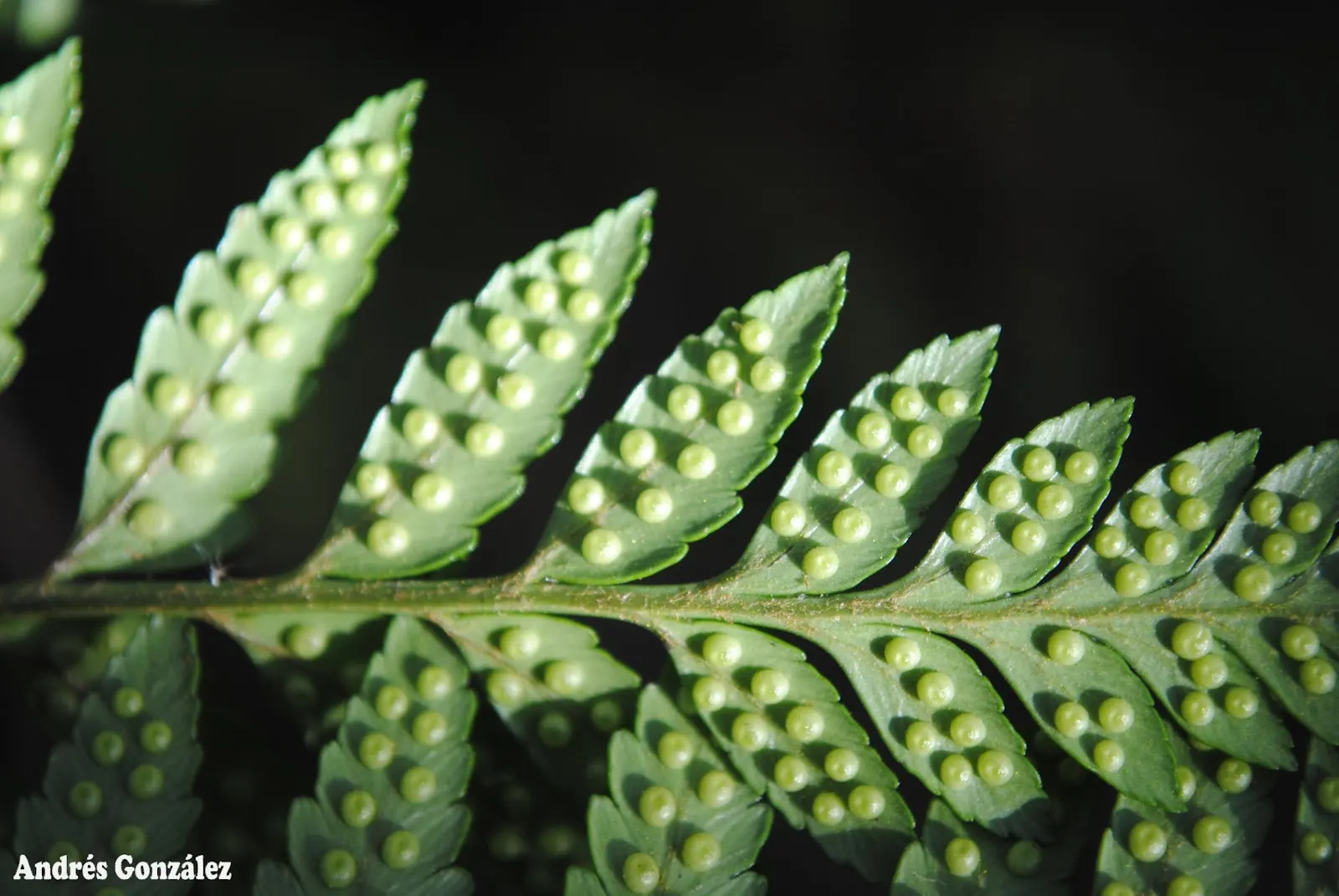 Leather Fern (Rumohra Adiantiformis) — Regular watering and light fertilizing support its lush appearance; this fern offers a reliable and consistent greenery