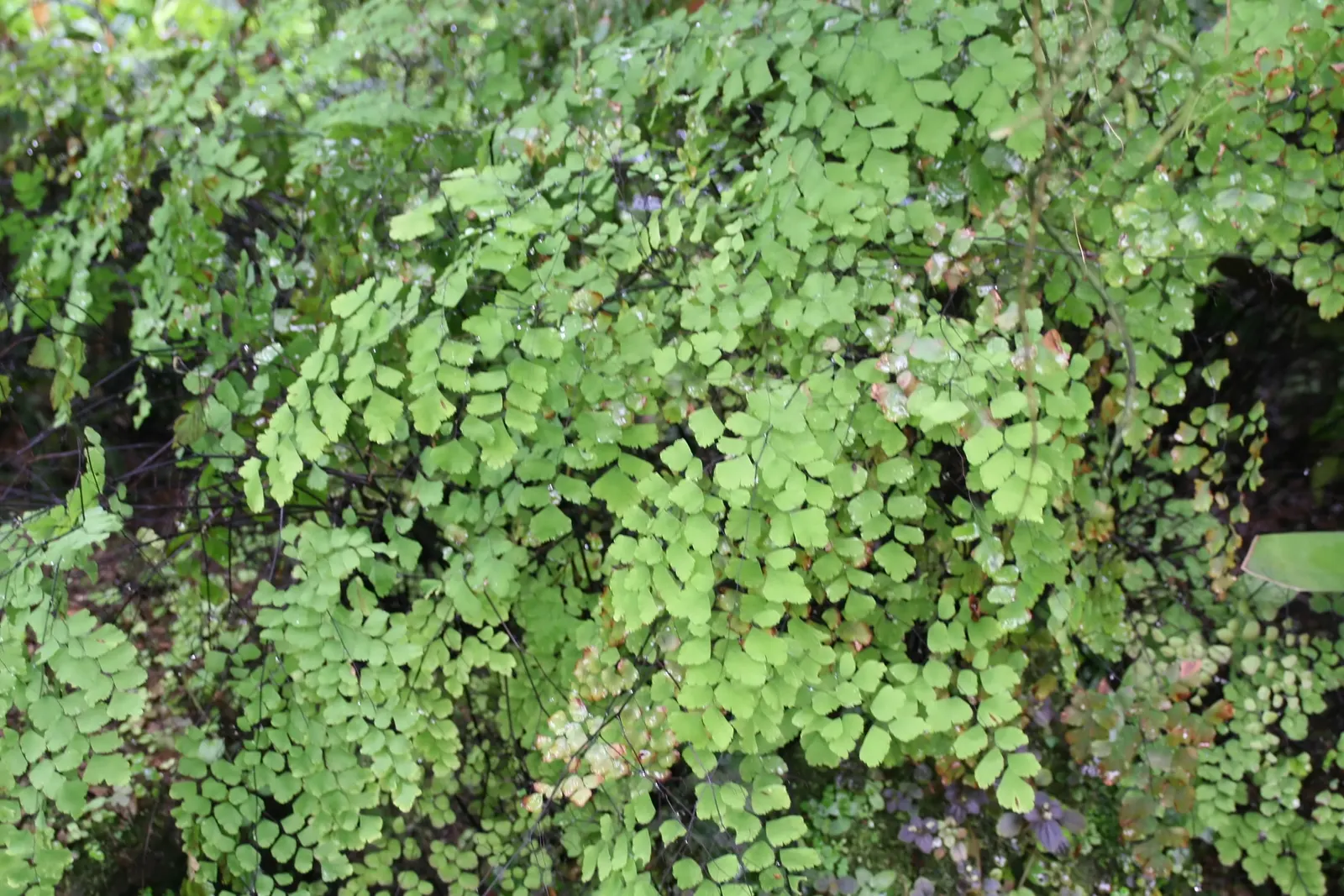Leather Fern (Rumohra Adiantiformis) — the Leather Fern thrives in partial to full shade; fern for half or shade