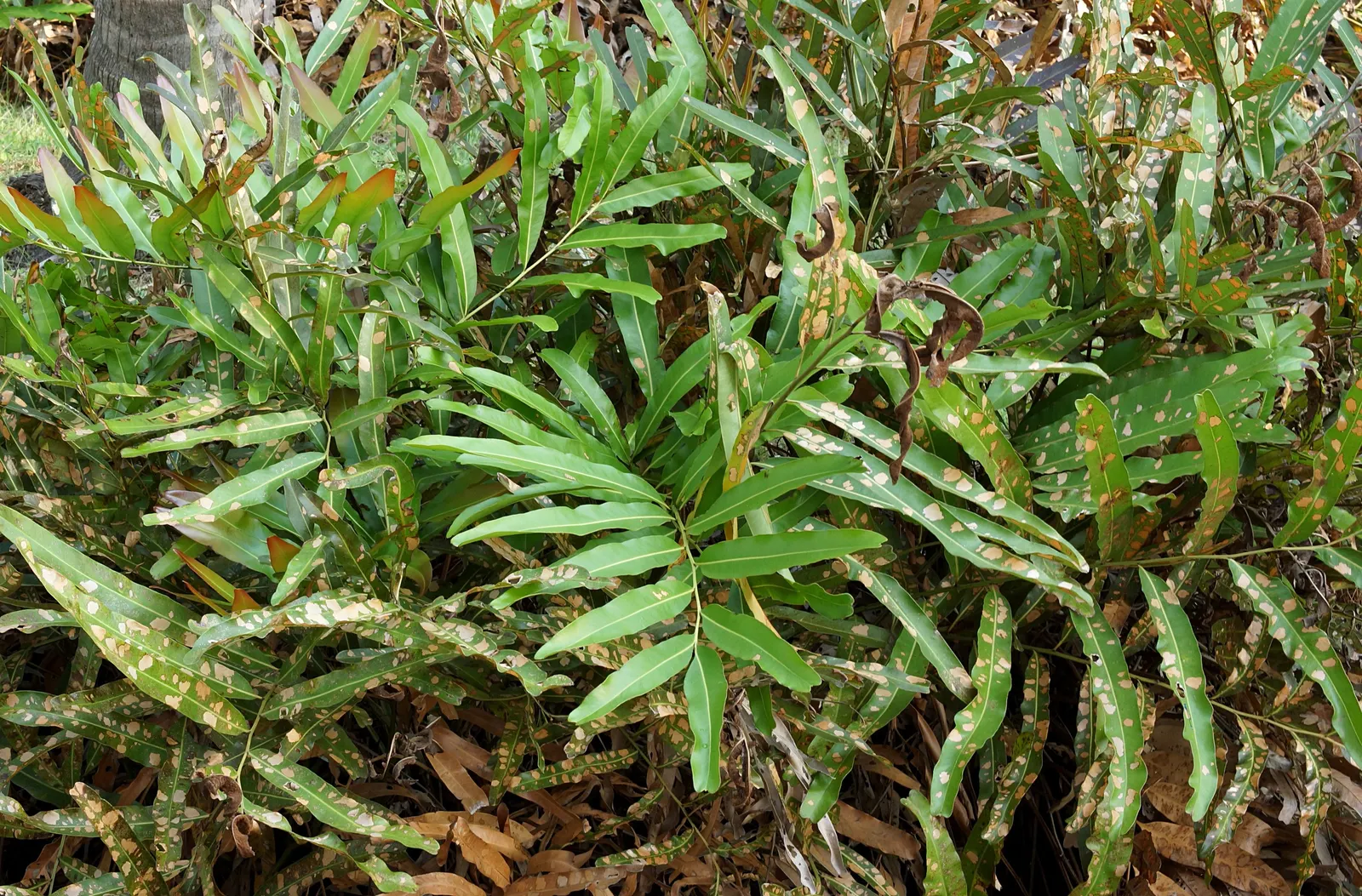 Leather Fern (Rumohra Adiantiformis) — fern for half or shade; consider clustering Leather Ferns in shaded borders or as an understory plant in woodland gardens