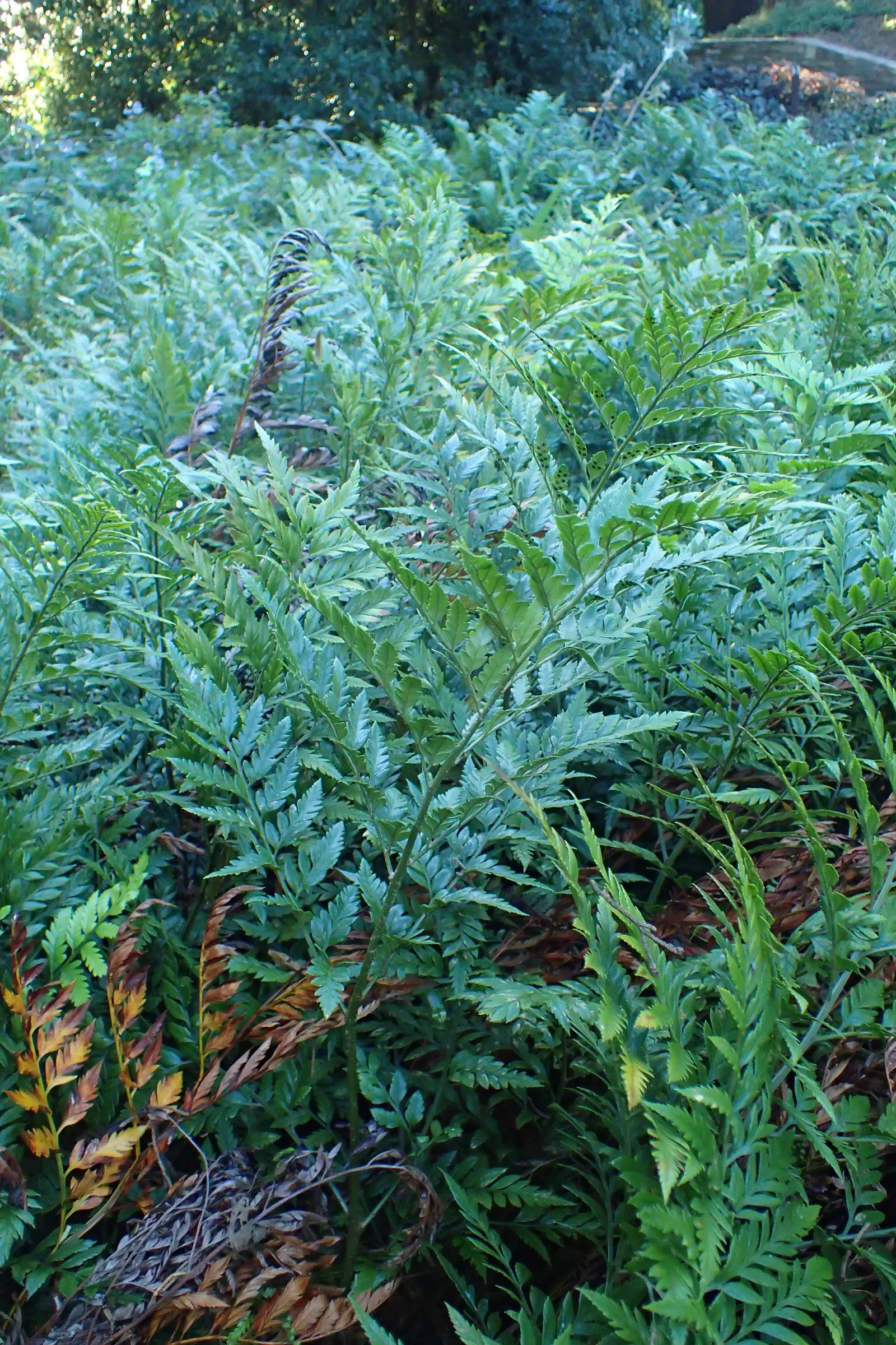 Leather Fern (Rumohra Adiantiformis) — the Leather Fern thrives in partial to full shade; fern for half or shade, image 79
