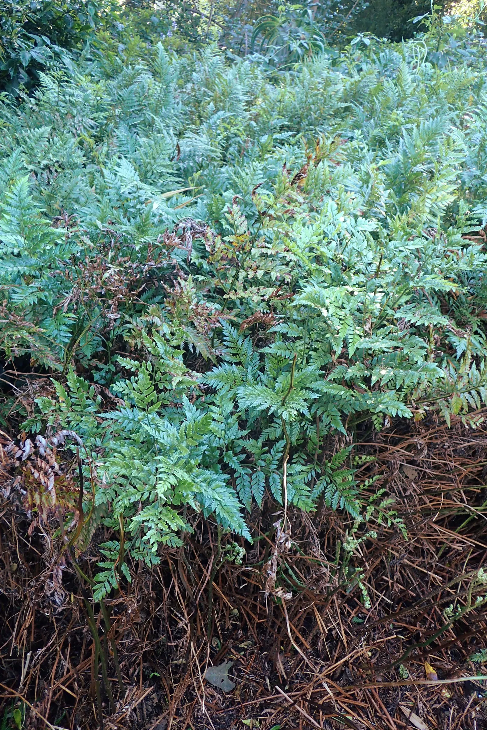 Leather Fern (Rumohra Adiantiformis) — Regular watering is essential to maintain its vibrant color and vitality; textured backdrop for seasonal, image 82