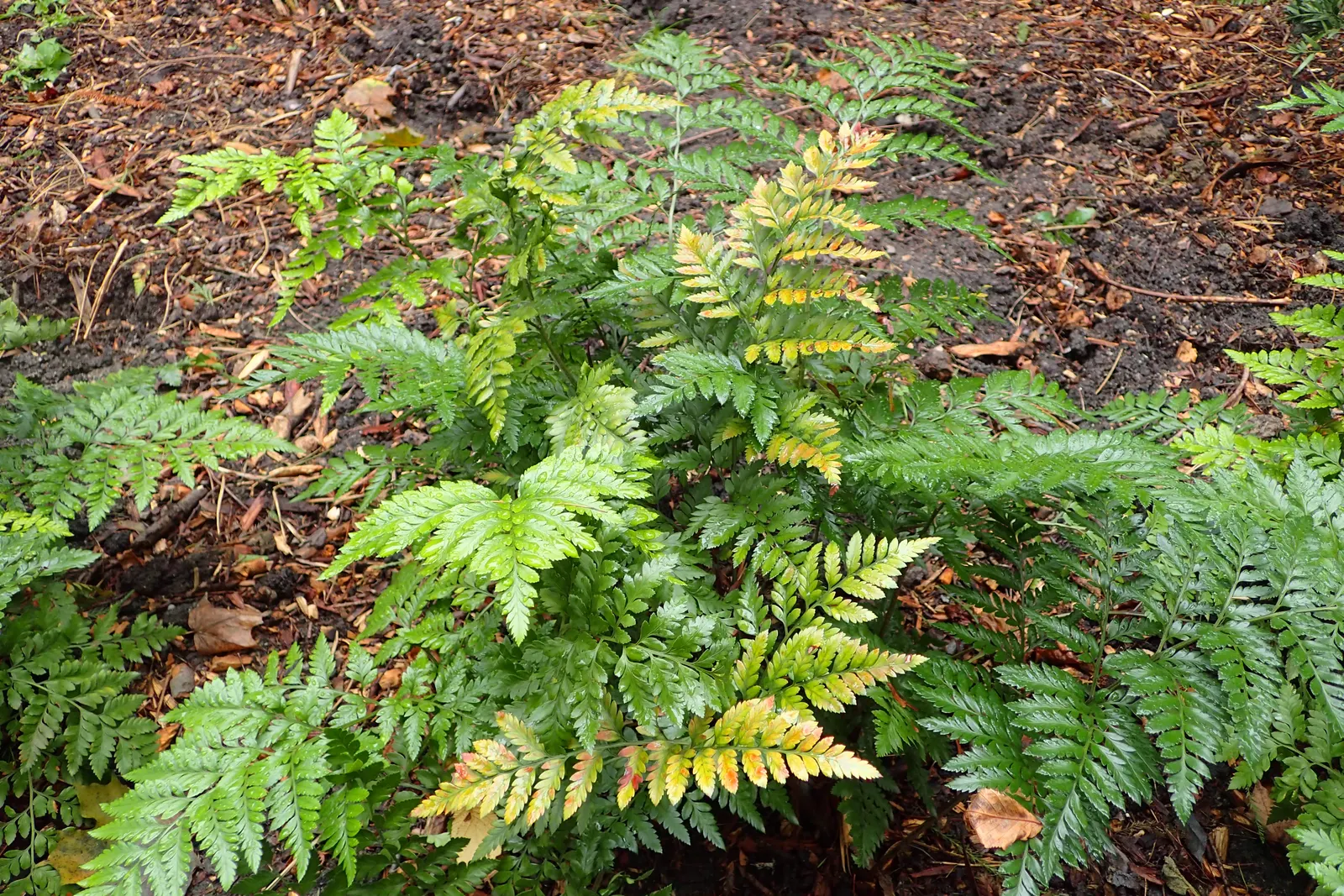 Leather Fern (Rumohra Adiantiformis) — shiny green with triangular leaflets; it prefers consistently moist, well-drained soil that is rich in organic matter