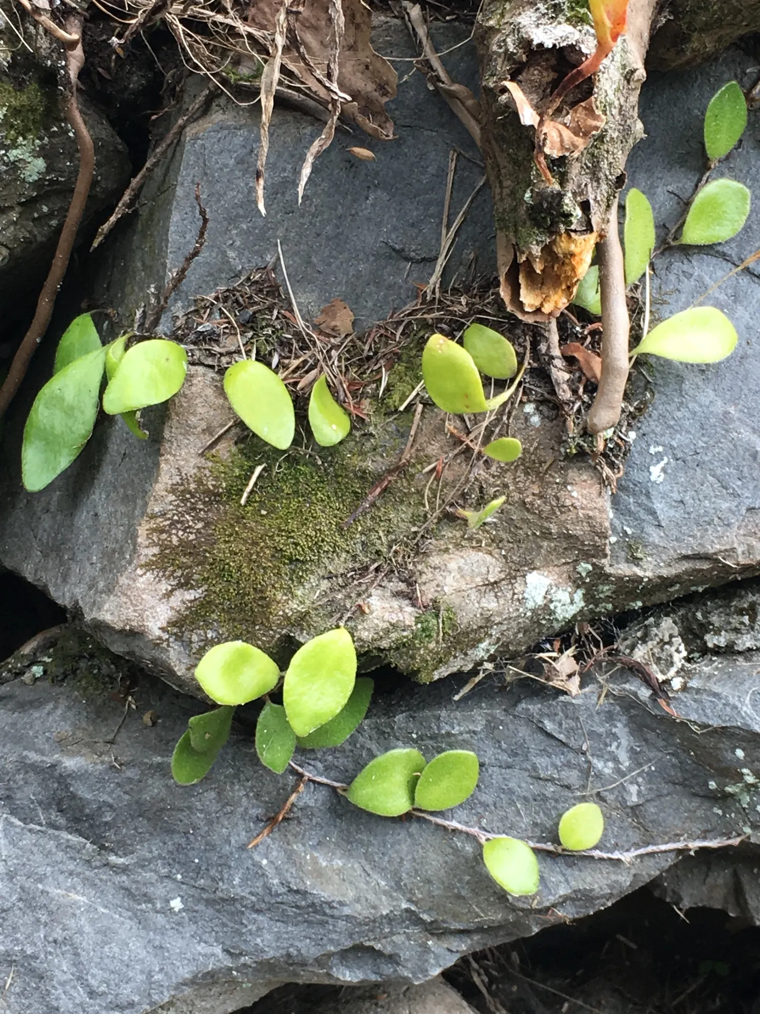 Leather Fern (Rumohra Adiantiformis) — Hardy in zones 9-11, it is excellent for adding texture to shaded gardens and as a reliable ground cover, image 70