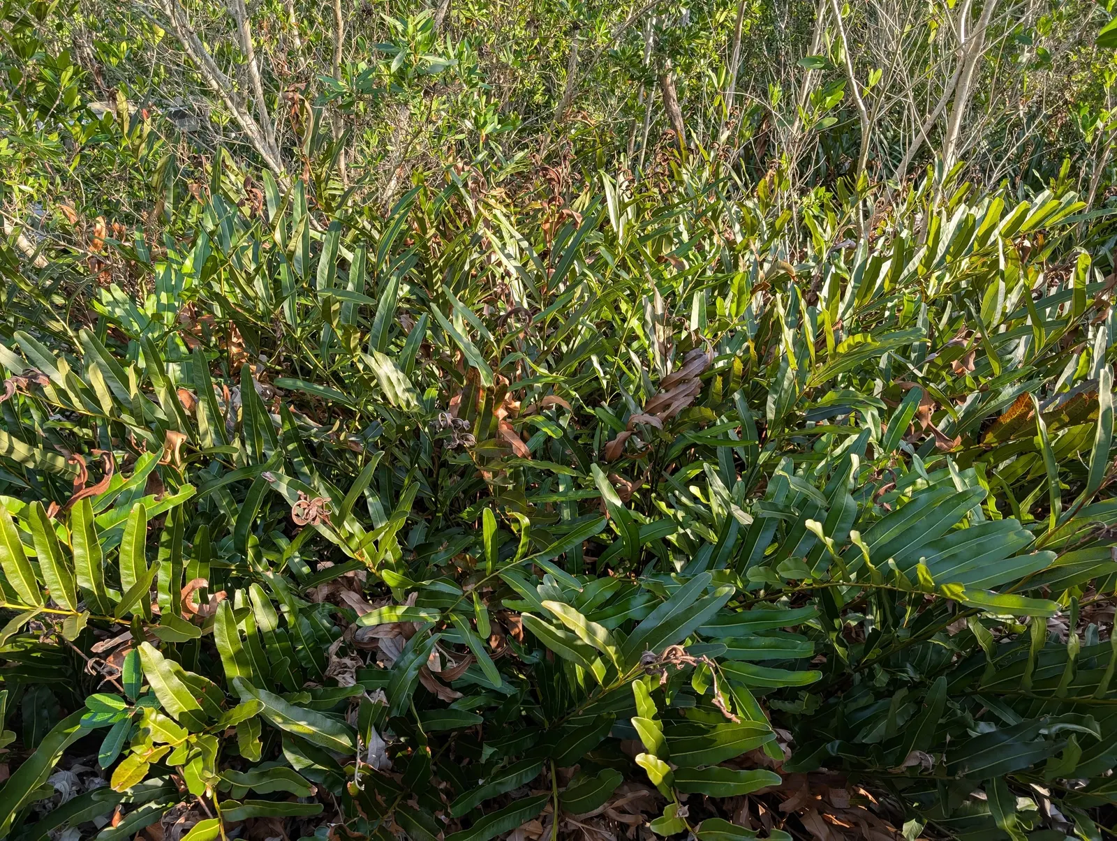 Leather Fern (Rumohra Adiantiformis) — It is also widely used in floral arrangements due to the long-lasting nature of its fronds when cut, image 105