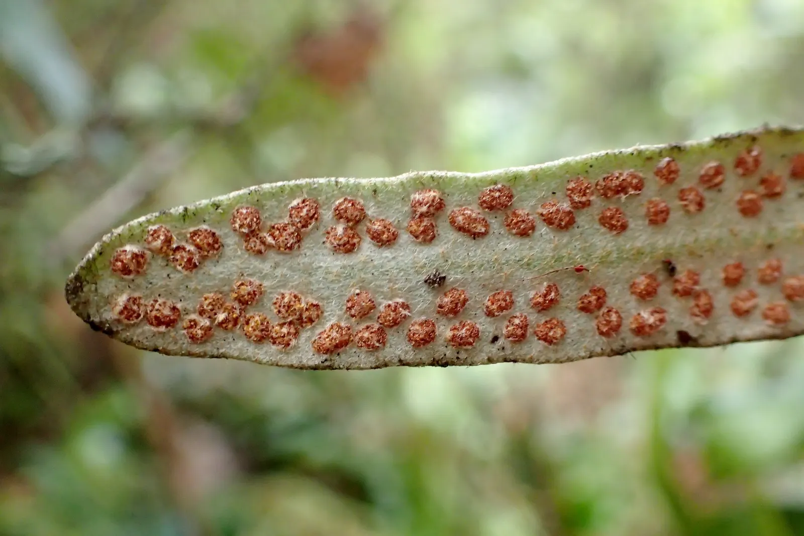 Leather Fern (Rumohra Adiantiformis) — consider clustering Leather Ferns in shaded borders or as an understory plant in woodland gardens; where, image 107