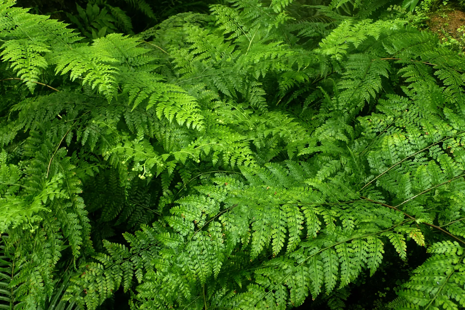 Leather Fern (Rumohra Adiantiformis) — shiny green with triangular leaflets; it prefers consistently moist, well-drained soil that is rich in, image 100