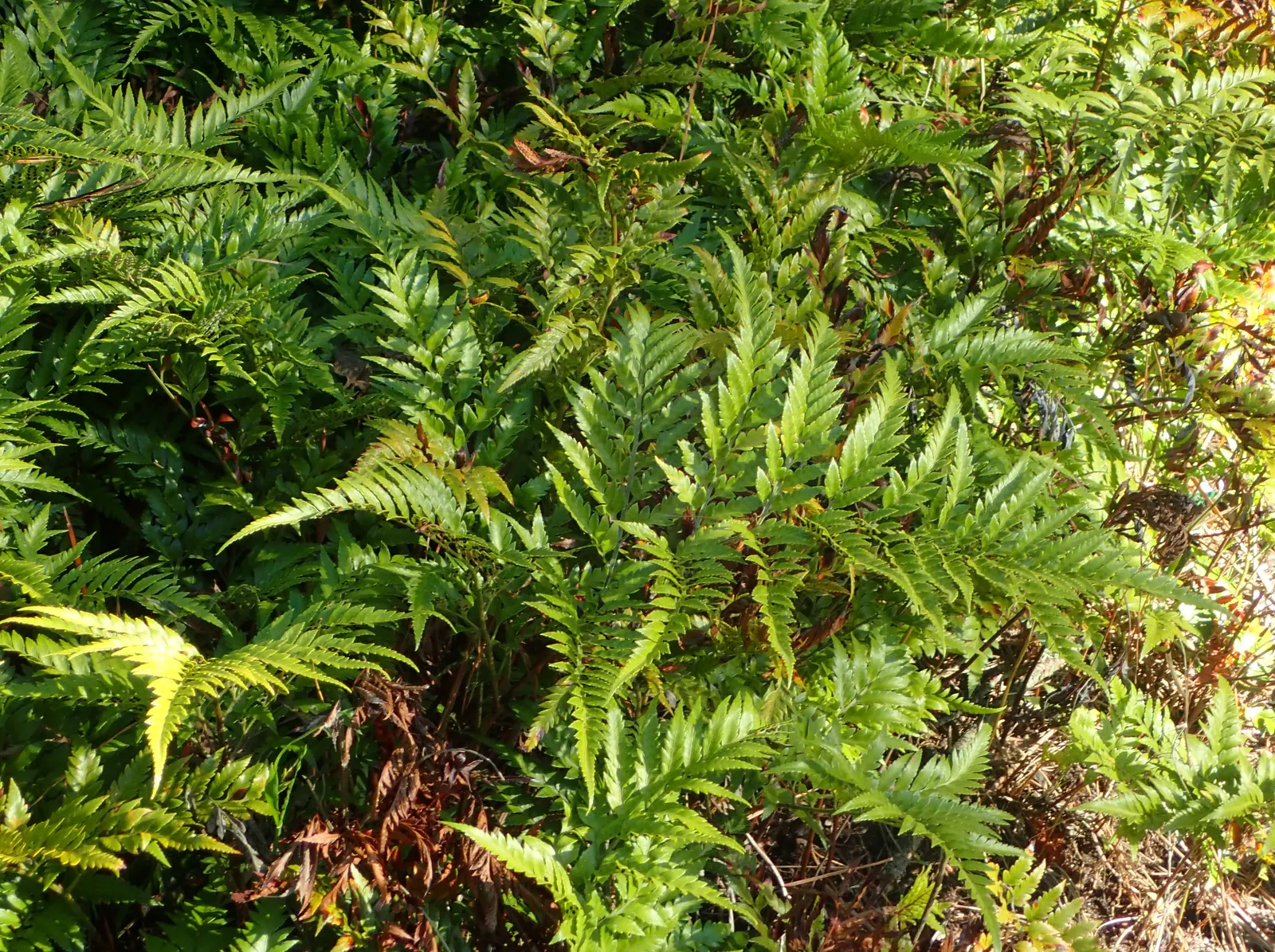 Leather Fern (Rumohra Adiantiformis) — tropical texture to any garden landscape