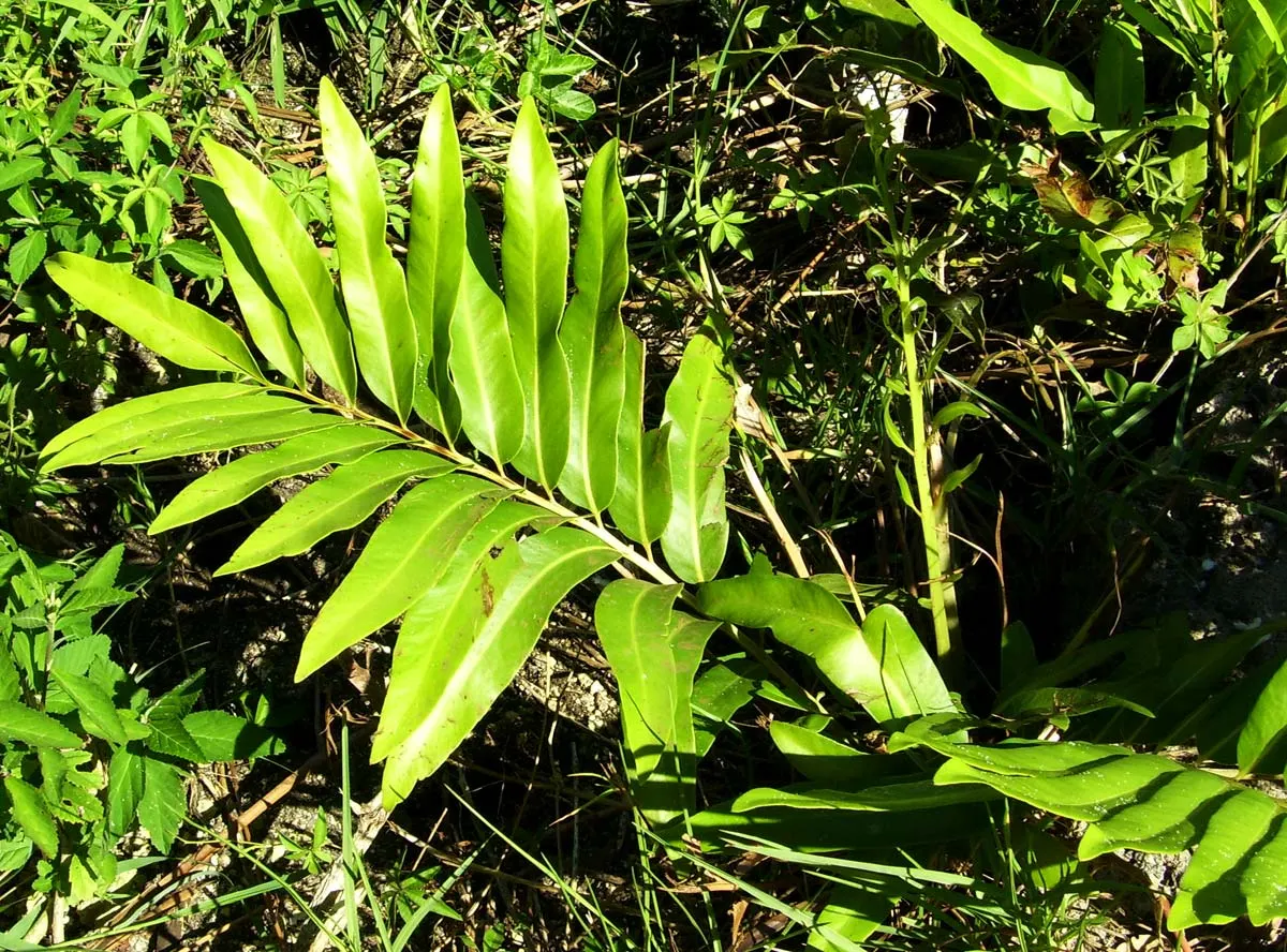 Leather Fern (Rumohra Adiantiformis) — Typically reaching a mature size of 2 to 3 feet tall and spreading up to 2 to 4 feet wide; regular watering is essential