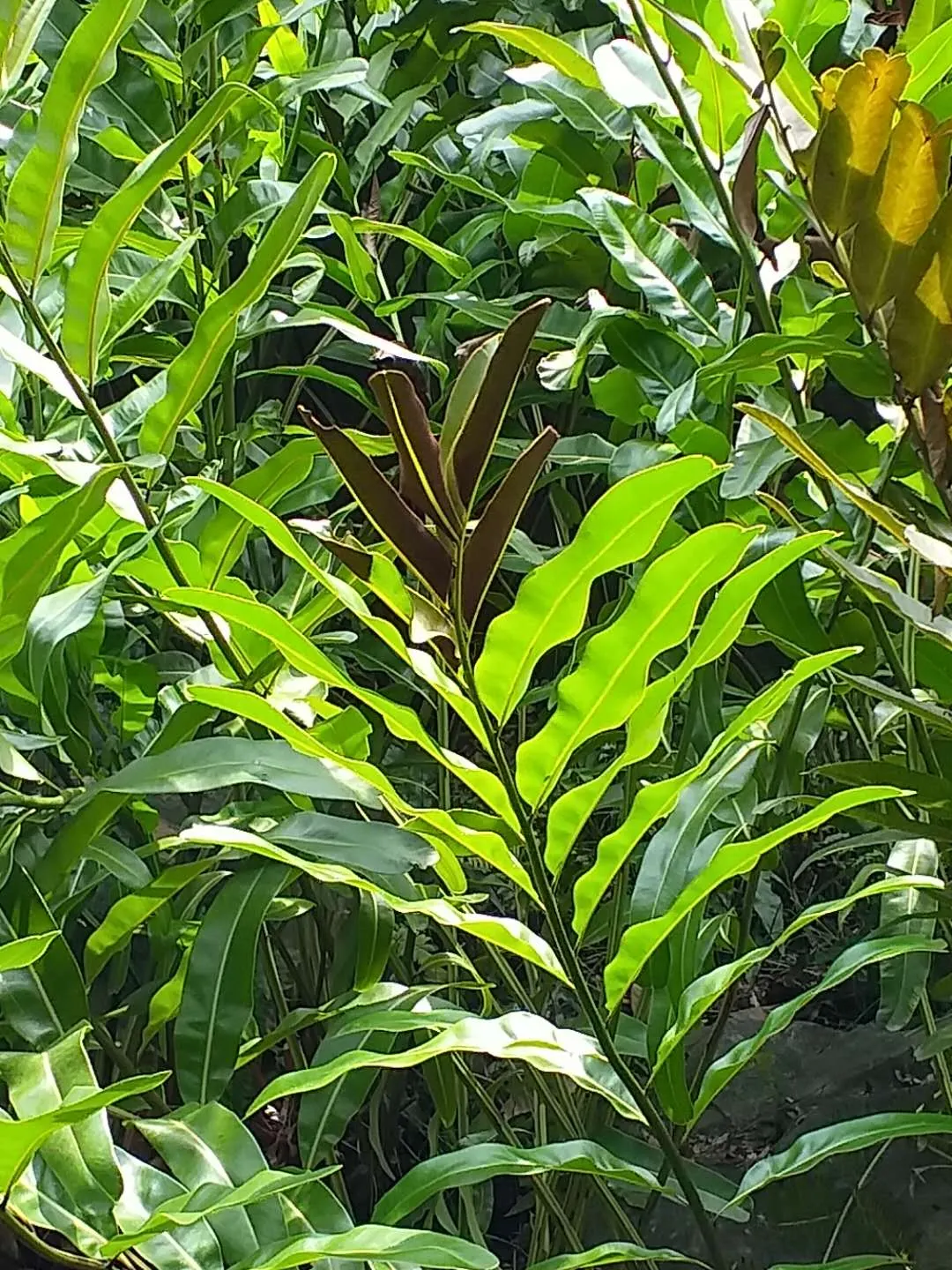 Leather Fern (Rumohra Adiantiformis) — is an appealing evergreen fern revered for its durable; deep green fronds that can reach up to 3 ft in length, image 51