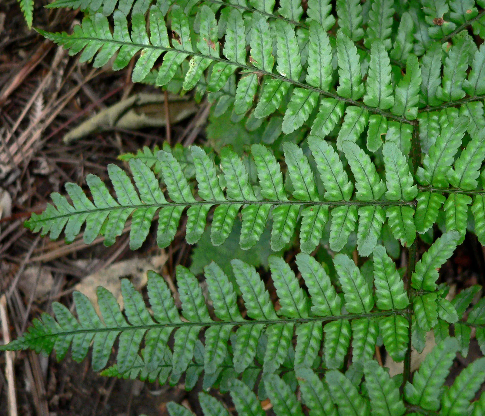 Leather Fern (Rumohra Adiantiformis) — Hardy in zones 9-11, it is excellent for adding texture to shaded gardens and as a reliable ground cover, image 92