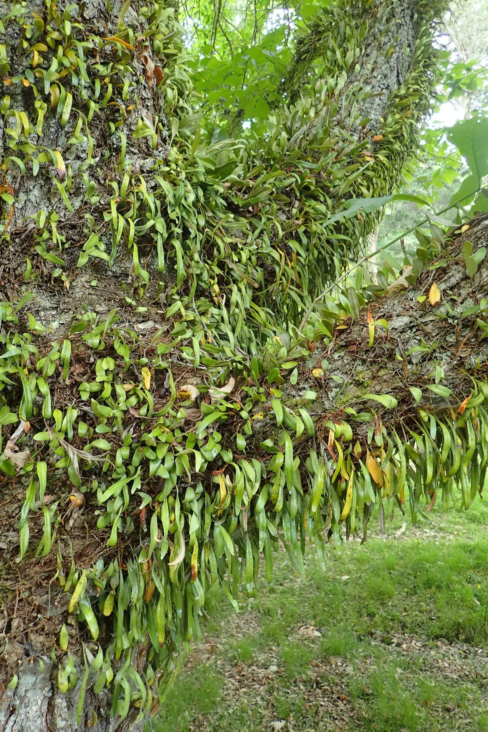 Leather Fern (Rumohra Adiantiformis) — although it can tolerate brief periods of morning sun; is an appealing evergreen fern revered for its durable, image 80