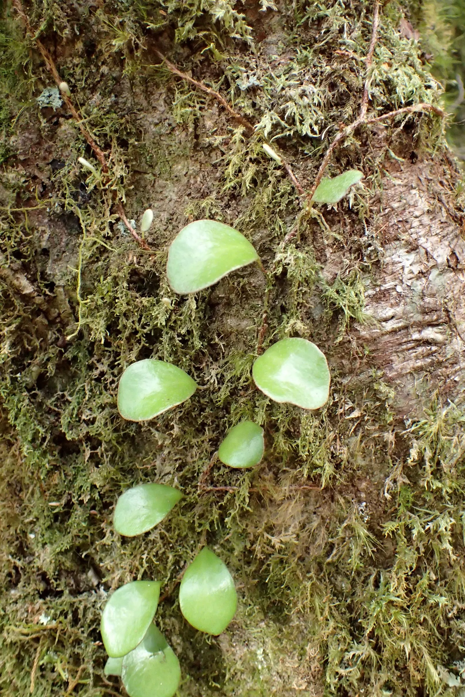 Leather Fern (Rumohra Adiantiformis) — Regular watering and light fertilizing support its lush appearance; this fern offers a reliable and, image 49