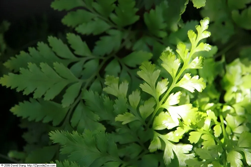 Leather Fern (Rumohra Adiantiformis) — Hardy in zones 9-11, it is excellent for adding texture to shaded gardens and as a reliable ground cover