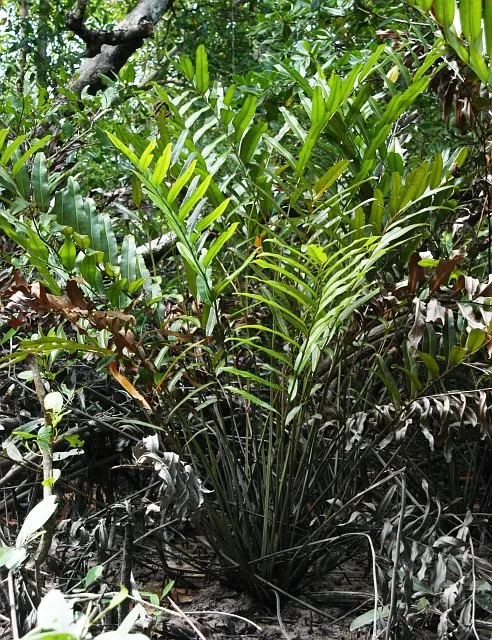 Leather Fern (Rumohra Adiantiformis) — where their evergreen presence provides year-round interest and a lush