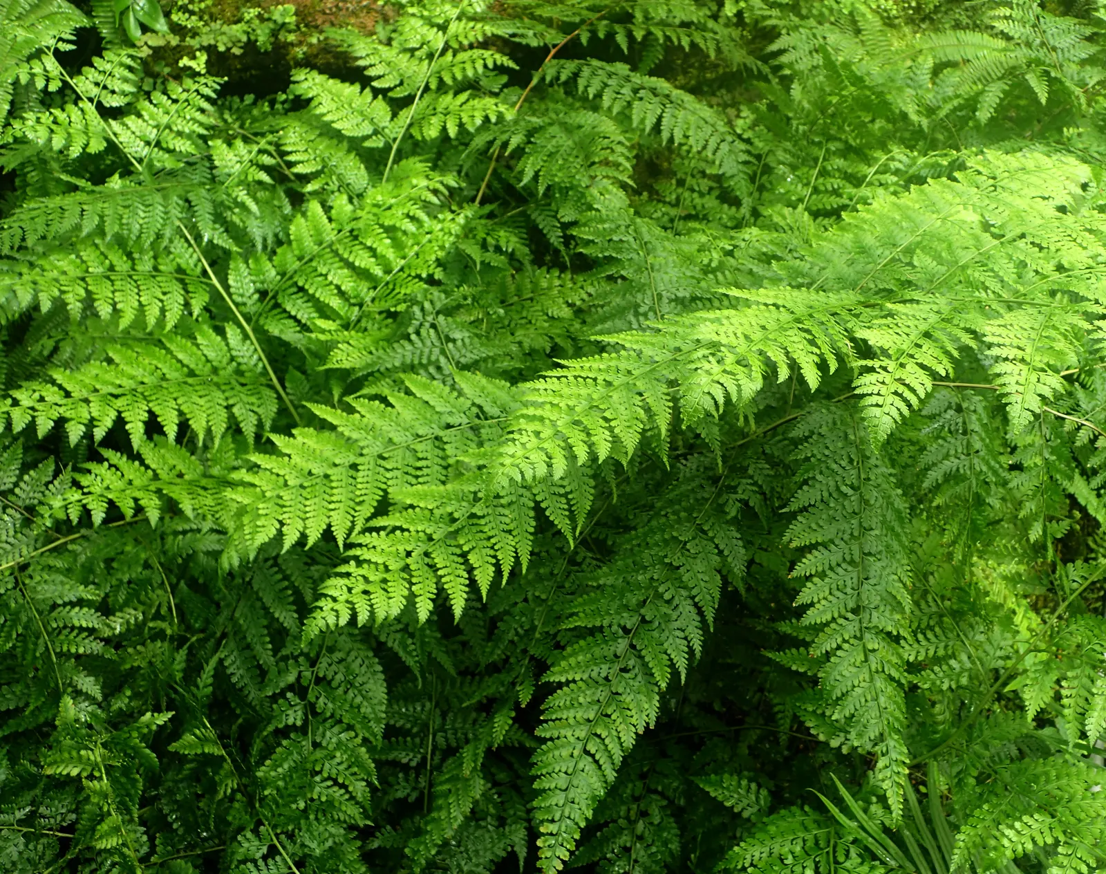 Leather Fern (Rumohra Adiantiformis) — this fern offers a reliable and consistent greenery throughout the year; is an evergreen with glossy, image 54