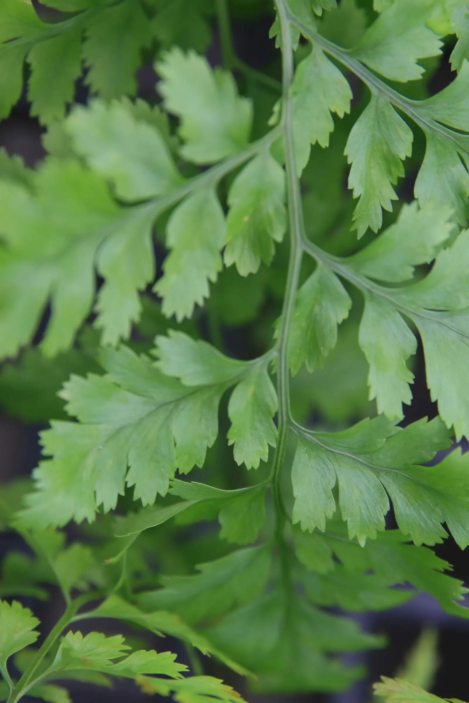 Leather Fern (Rumohra Adiantiformis) — Typically reaching a mature size of 2 to 3 feet tall and spreading up to 2 to 4 feet wide