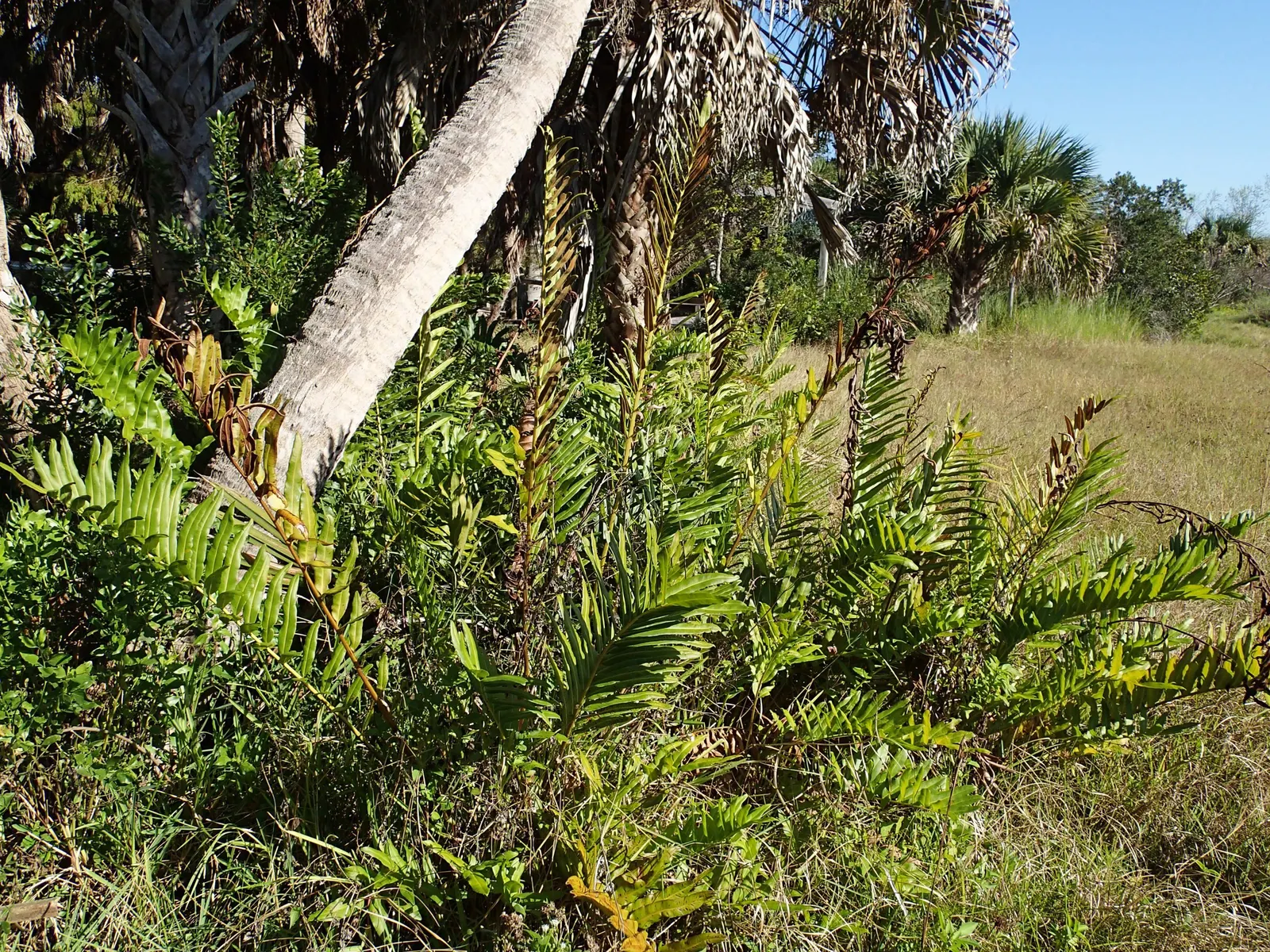 Leather Fern (Rumohra Adiantiformis) — Its arching fronds are a deep