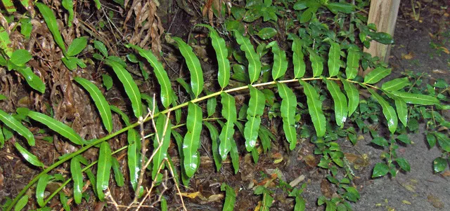 Leather Fern (Rumohra Adiantiformis) — Regular watering is essential to maintain its vibrant color and vitality