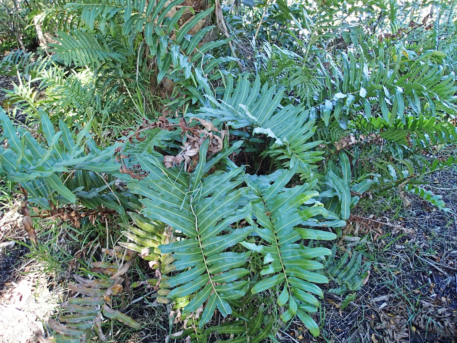 Leather Fern (Rumohra Adiantiformis) — is an evergreen with glossy; hardy in zones 9-11, it is excellent for adding texture to shaded gardens and, image 67