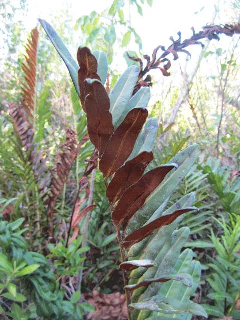 Leather Fern (Rumohra Adiantiformis) — although it can tolerate brief periods of morning sun; is an appealing evergreen fern revered for its durable, image 58