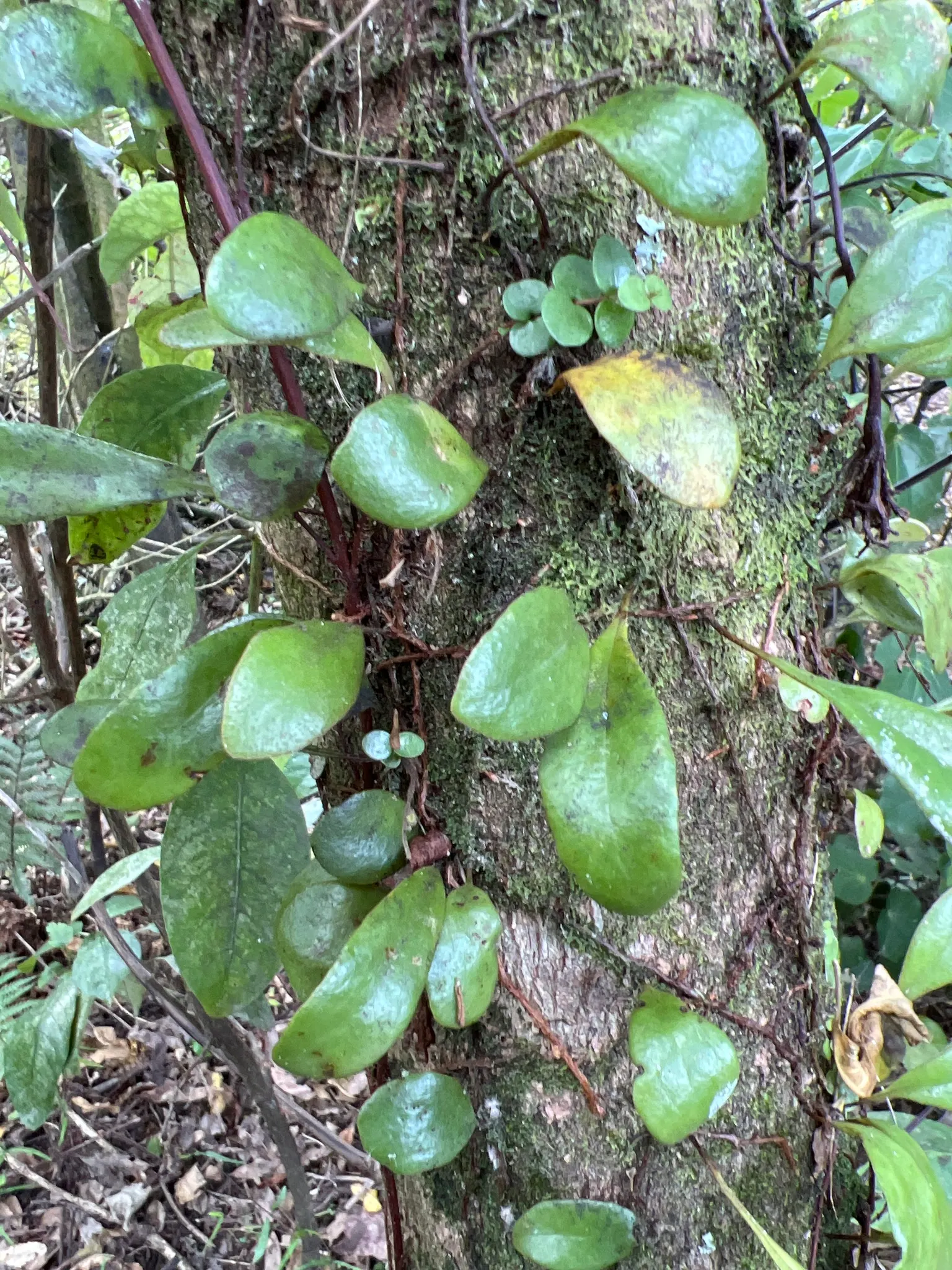 Leather Fern (Rumohra Adiantiformis) — tropical texture to any garden landscape; typically reaching a mature size of 2 to 3 feet tall and spreading, image 52