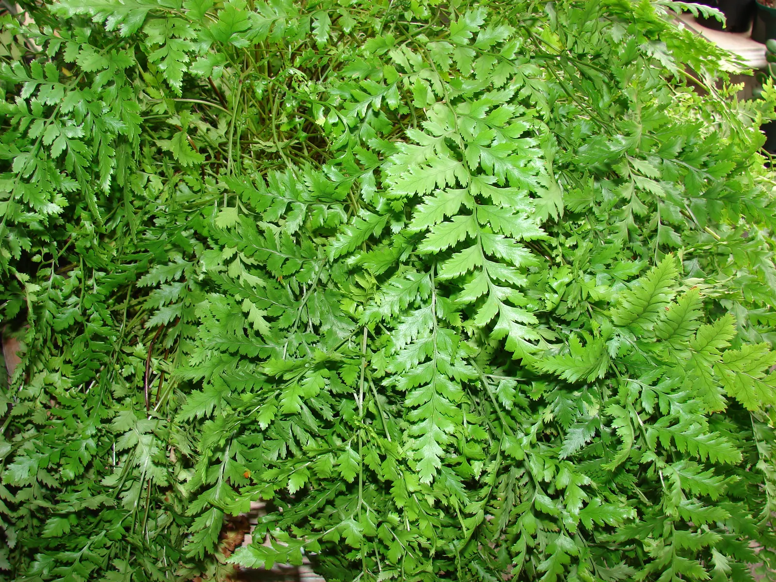 Leather Fern (Rumohra Adiantiformis) — This durable plant thrives in partial to full shade and prefers moist, well-drained soil; when designing, image 91
