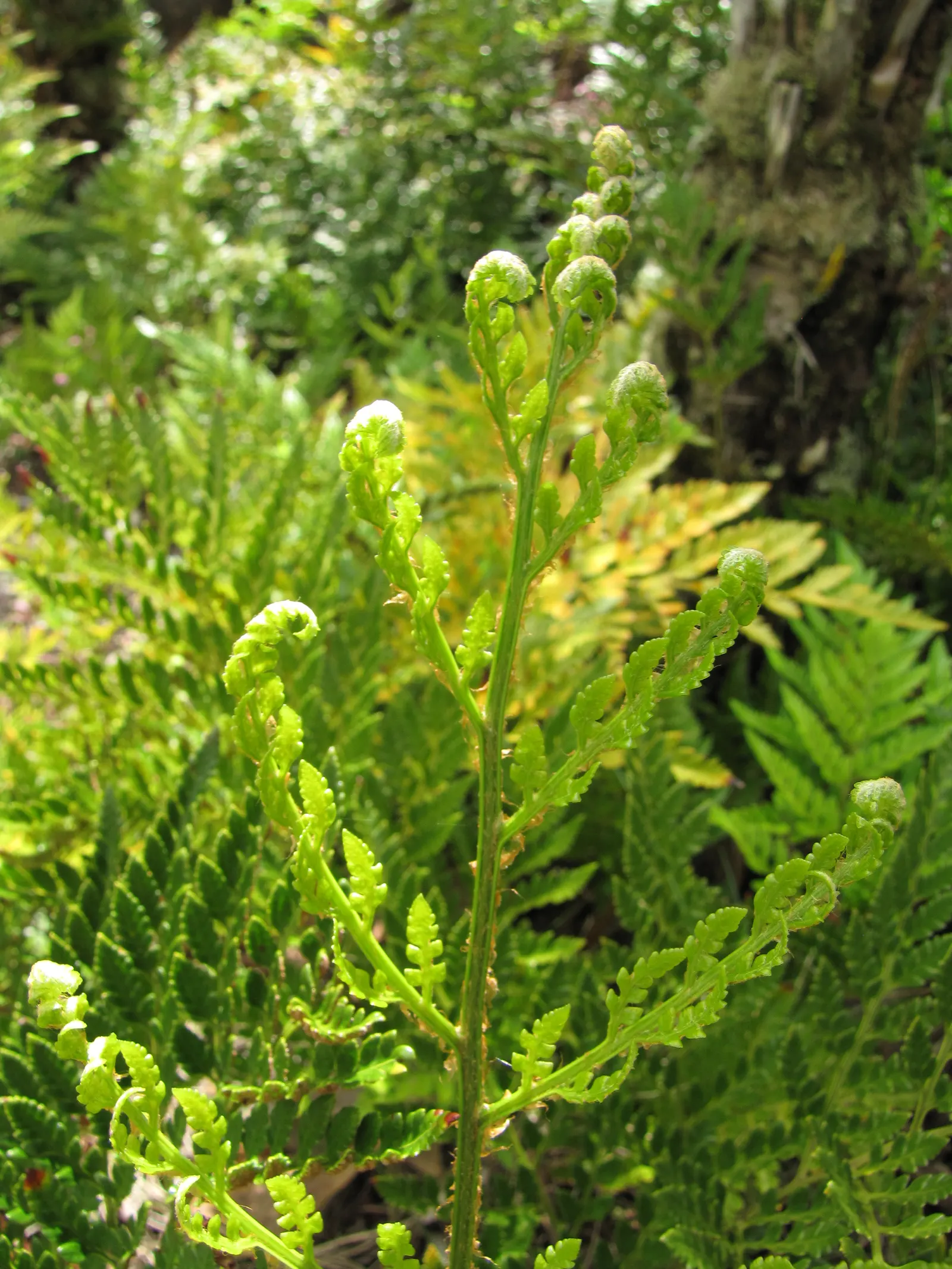 Leather Fern (Rumohra Adiantiformis) — where their evergreen presence provides year-round interest and a lush; regular watering and light, image 64