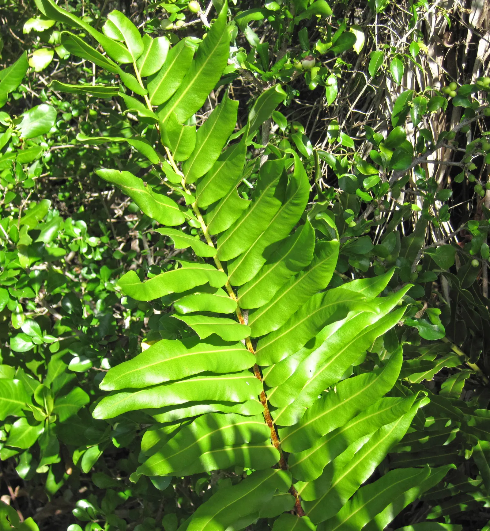 Leather Fern (Rumohra Adiantiformis) — tropical texture to any garden landscape; typically reaching a mature size of 2 to 3 feet tall and spreading, image 96