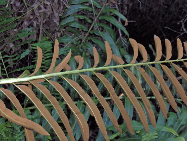 Leather Fern (Rumohra Adiantiformis) — this fern offers a reliable and consistent greenery throughout the year; is an evergreen with glossy