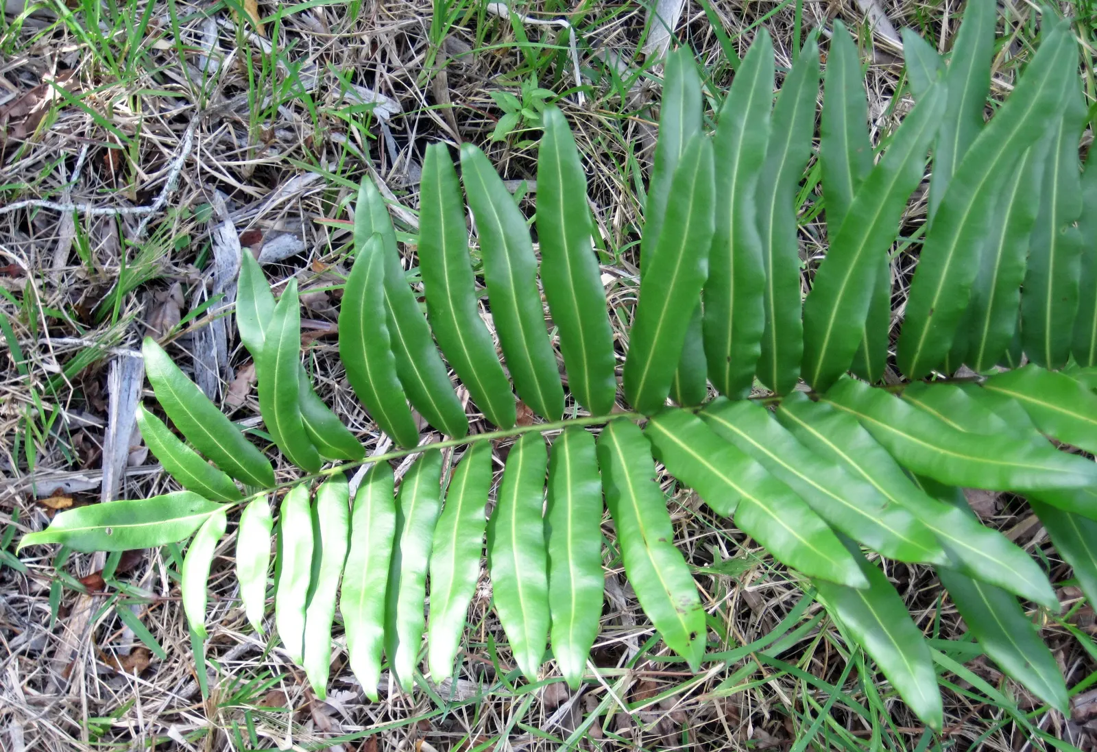 Leather Fern (Rumohra Adiantiformis) — is an appealing evergreen fern revered for its durable; deep green fronds that can reach up to 3 ft in length, image 117