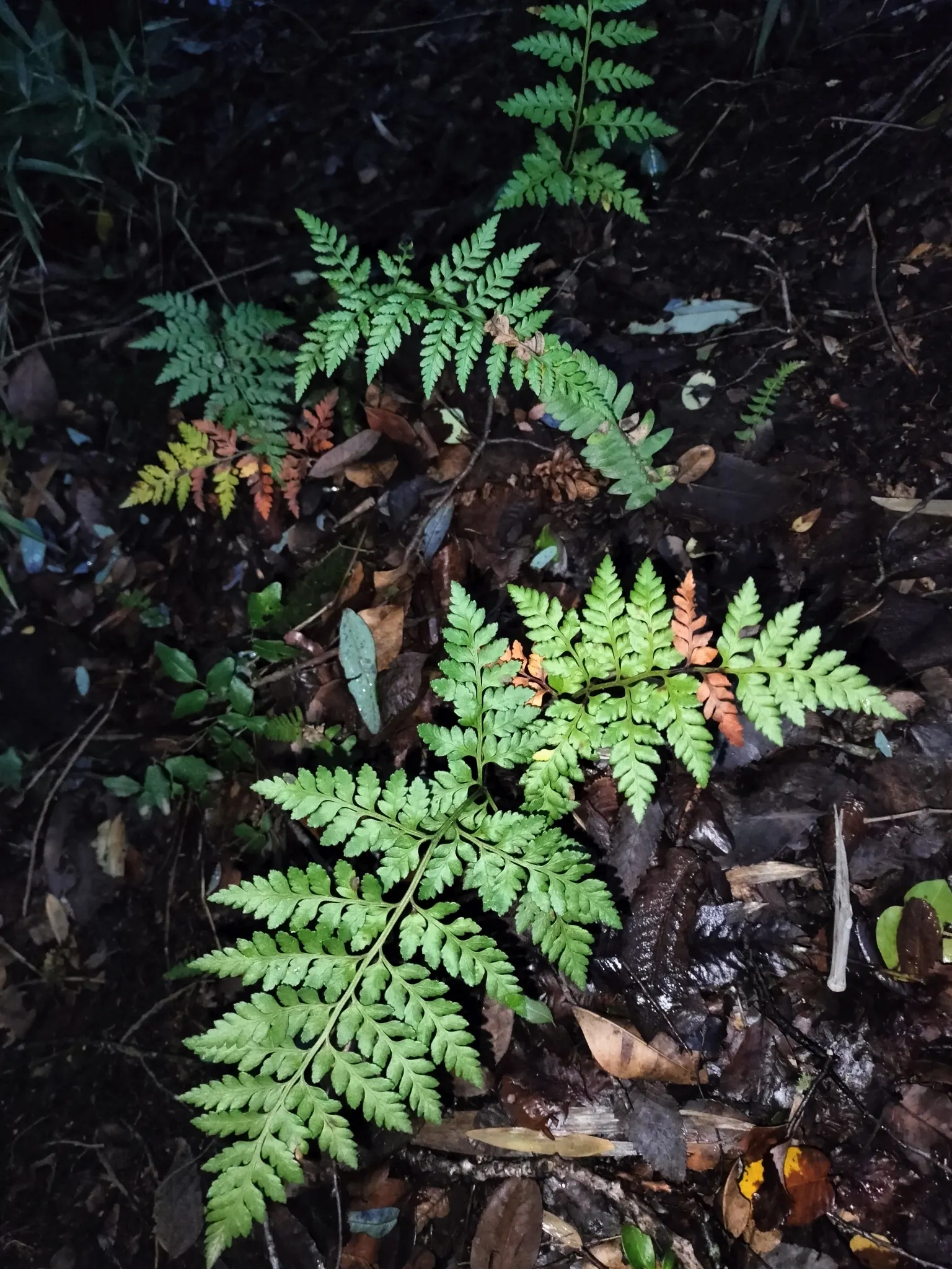 Leather Fern (Rumohra Adiantiformis) — scientifically known as Rumohra adiantiformis; it is also widely used in floral arrangements due to the long-lasting