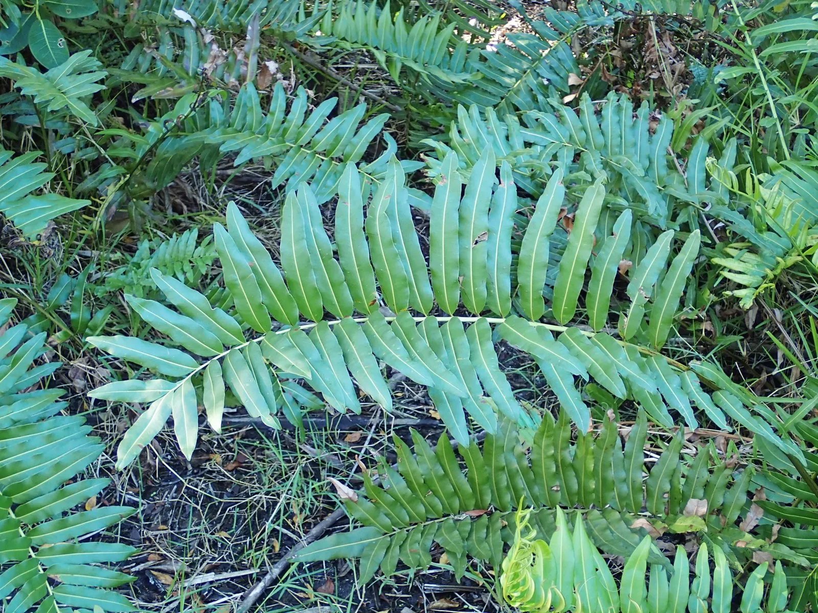Leather Fern (Rumohra Adiantiformis) — When designing your landscape